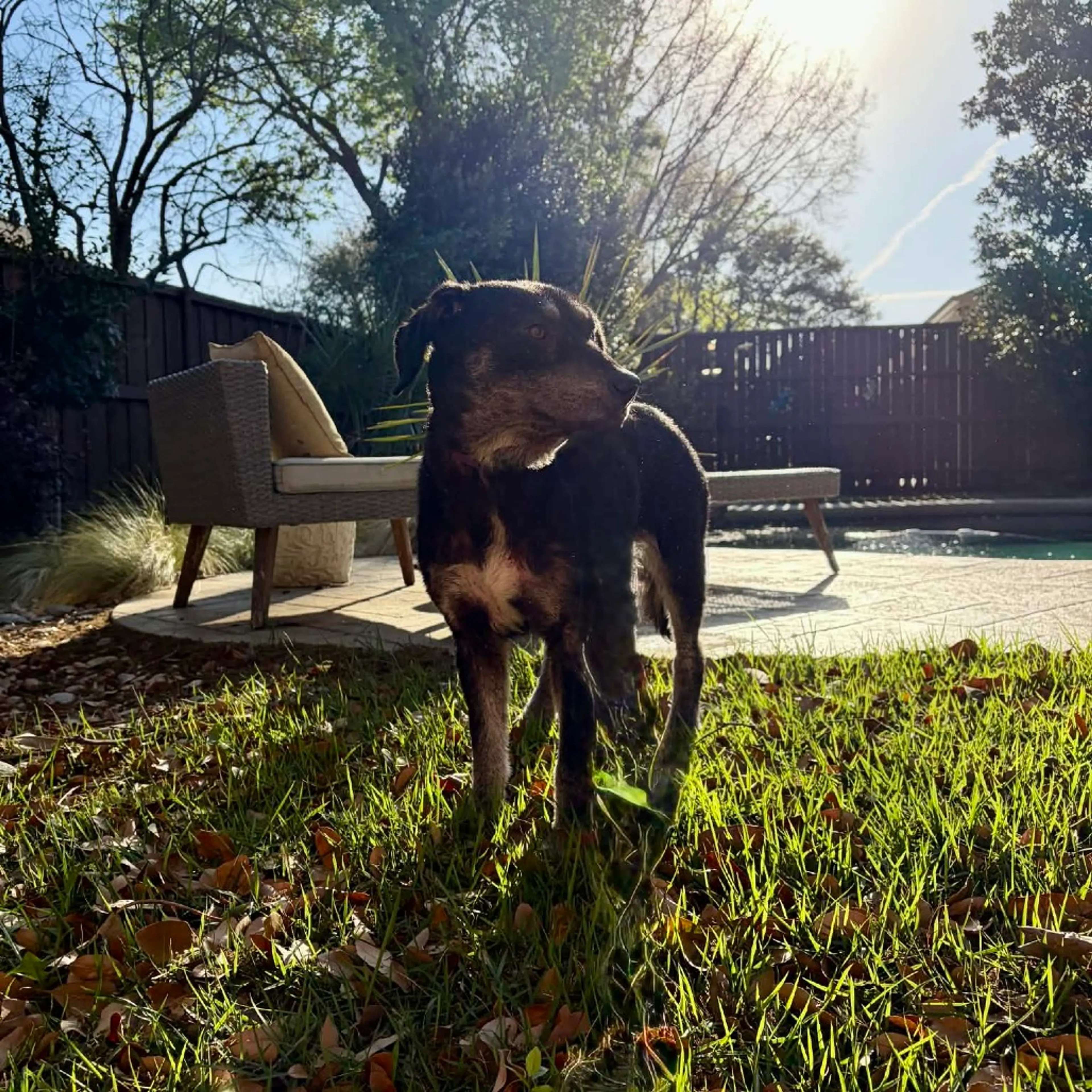 Found pet-2