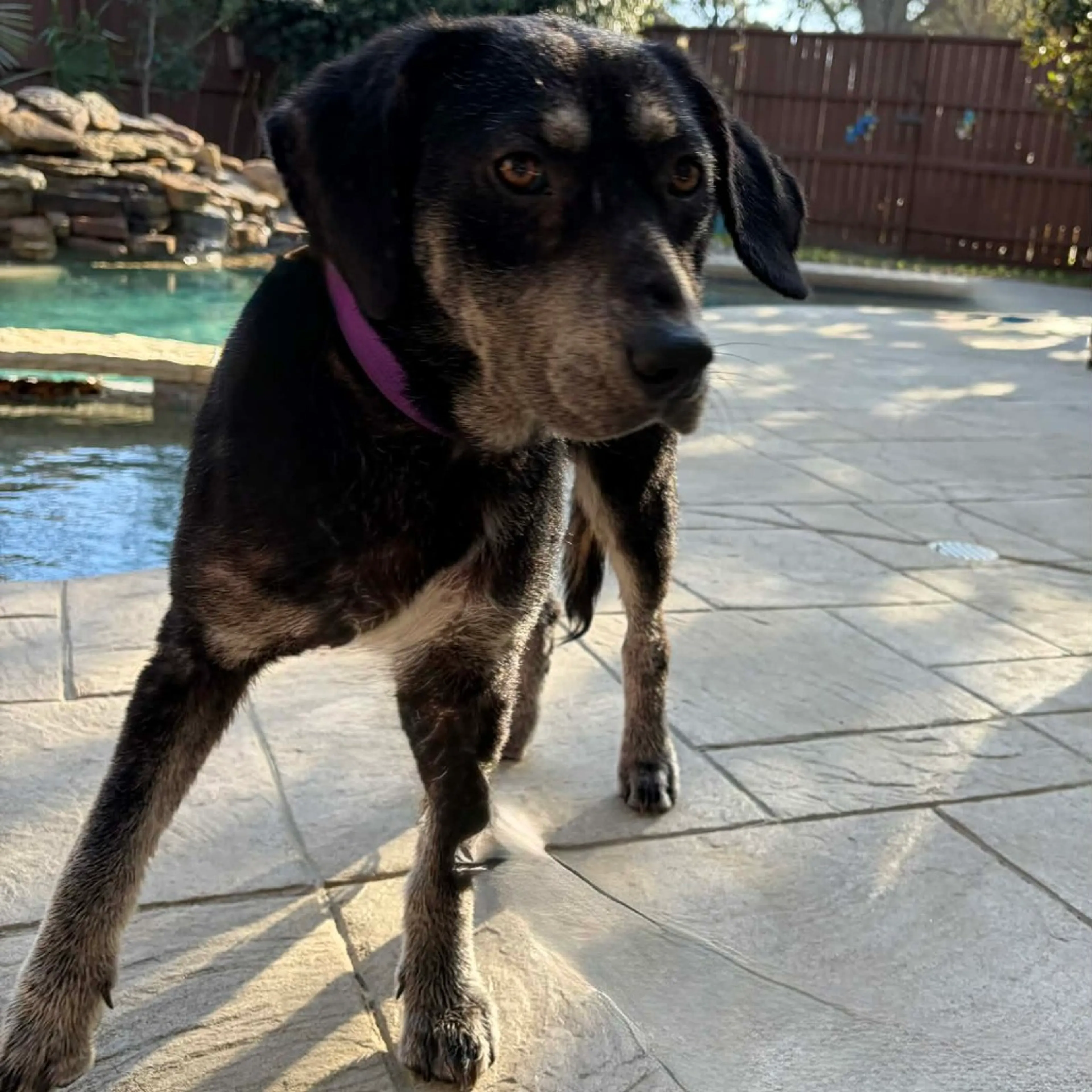 Found pet-3