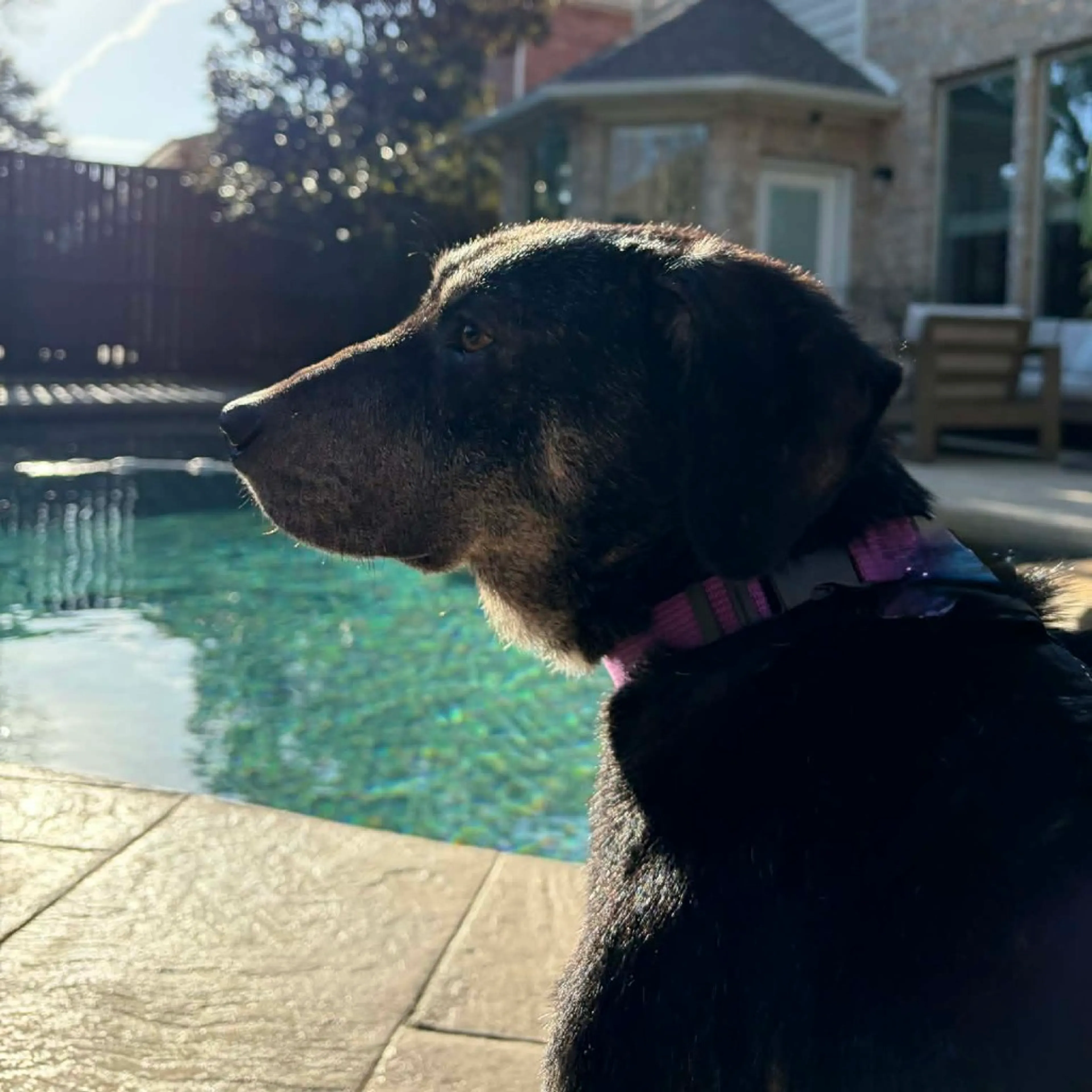Found pet-1