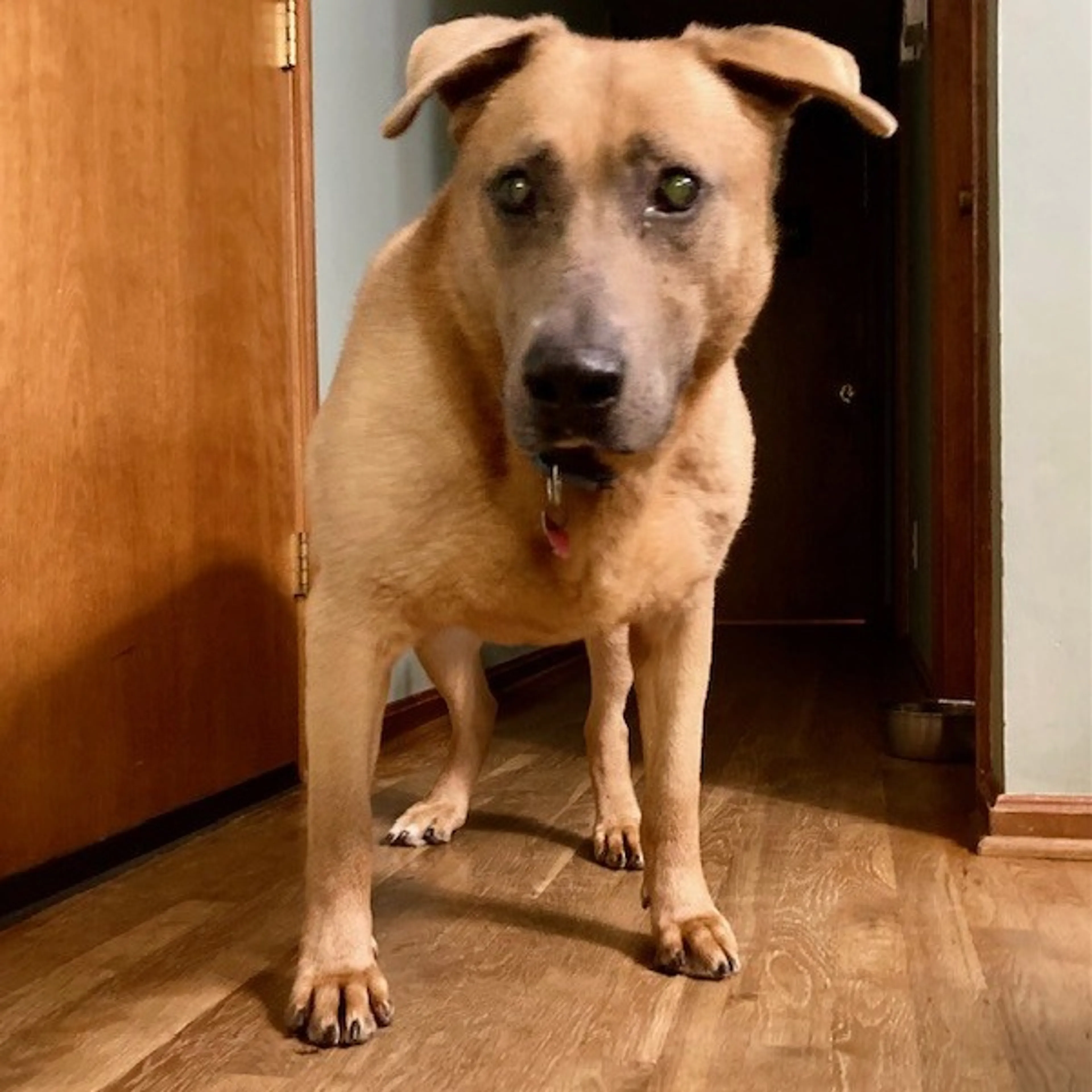 Found pet-14