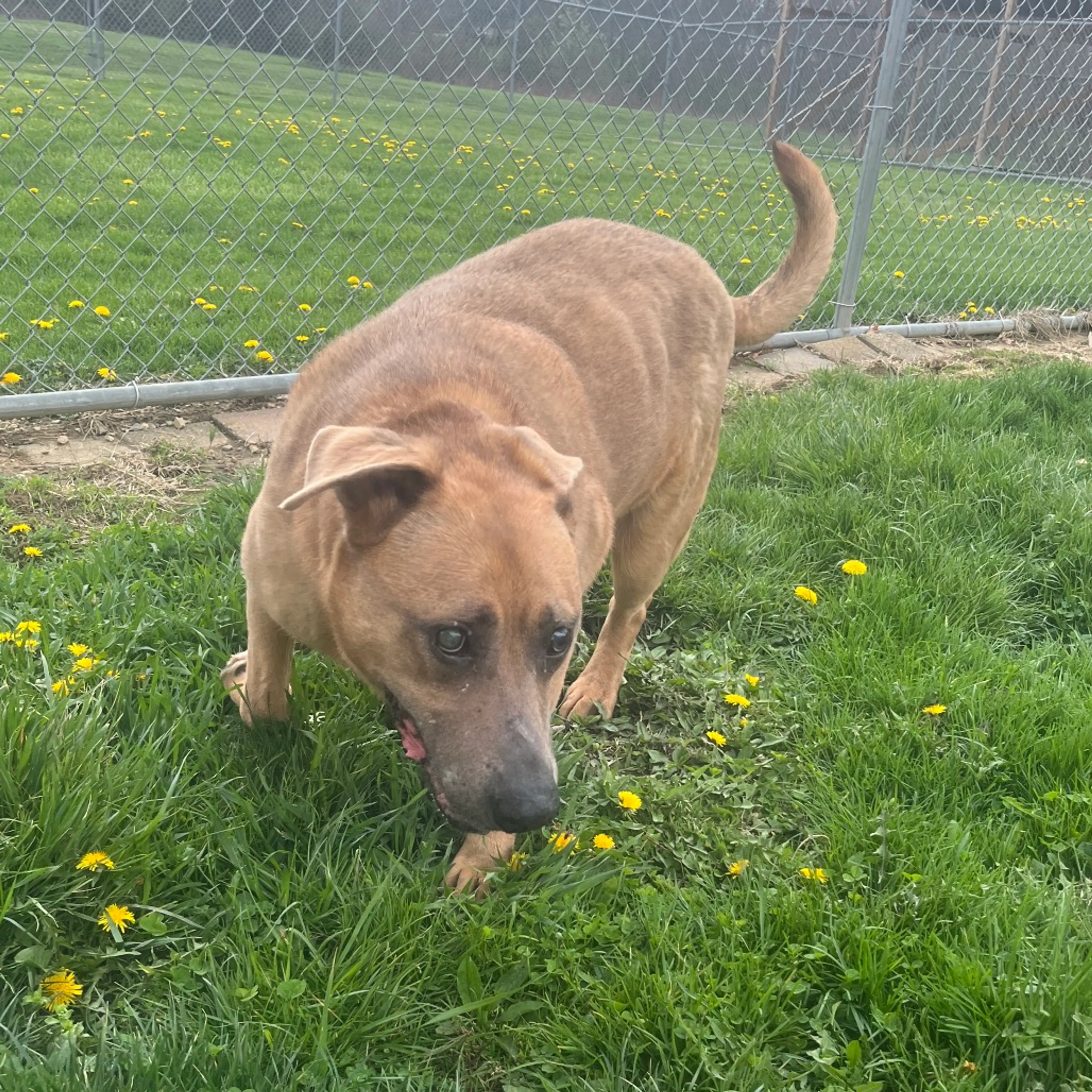 Found pet-11
