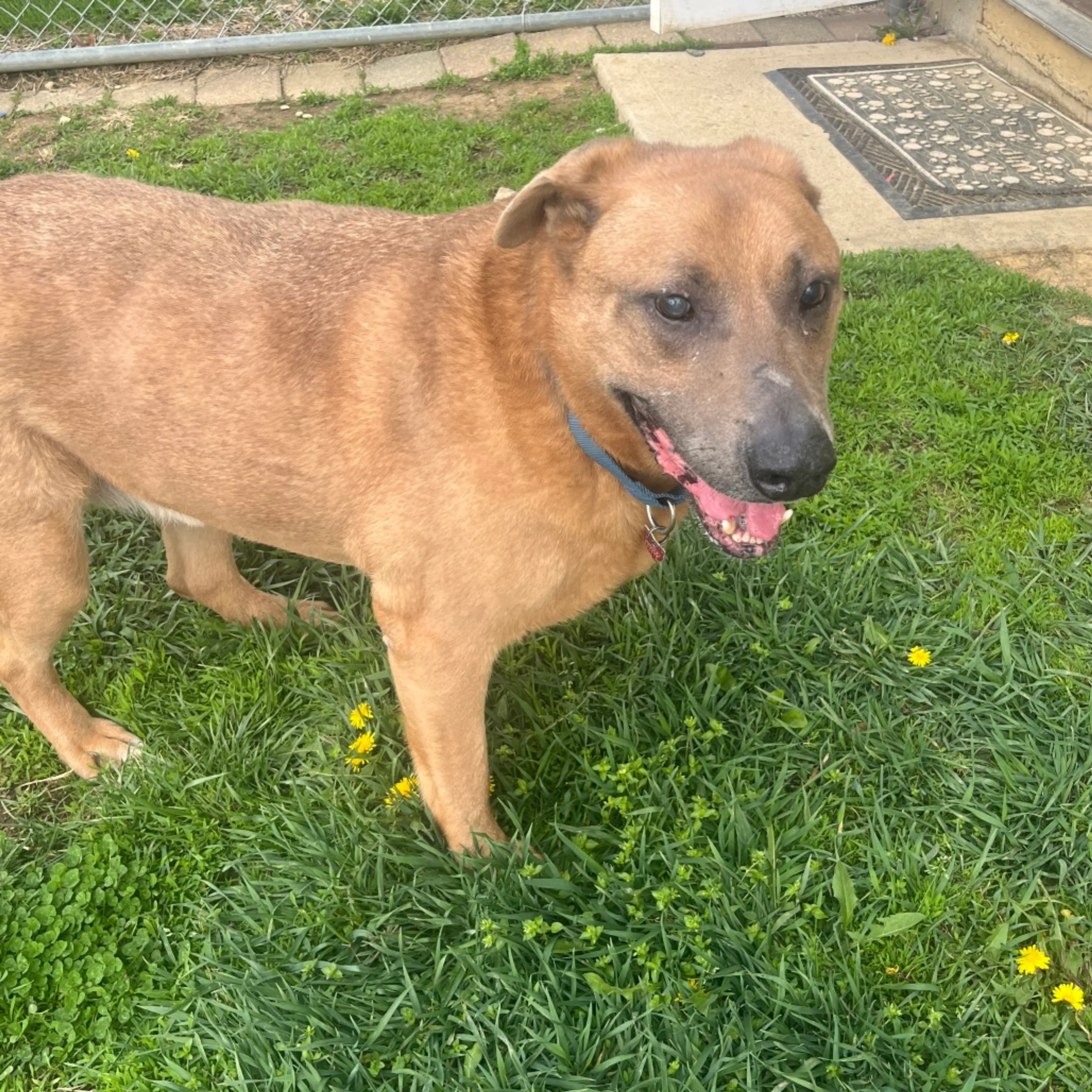 Found pet-10