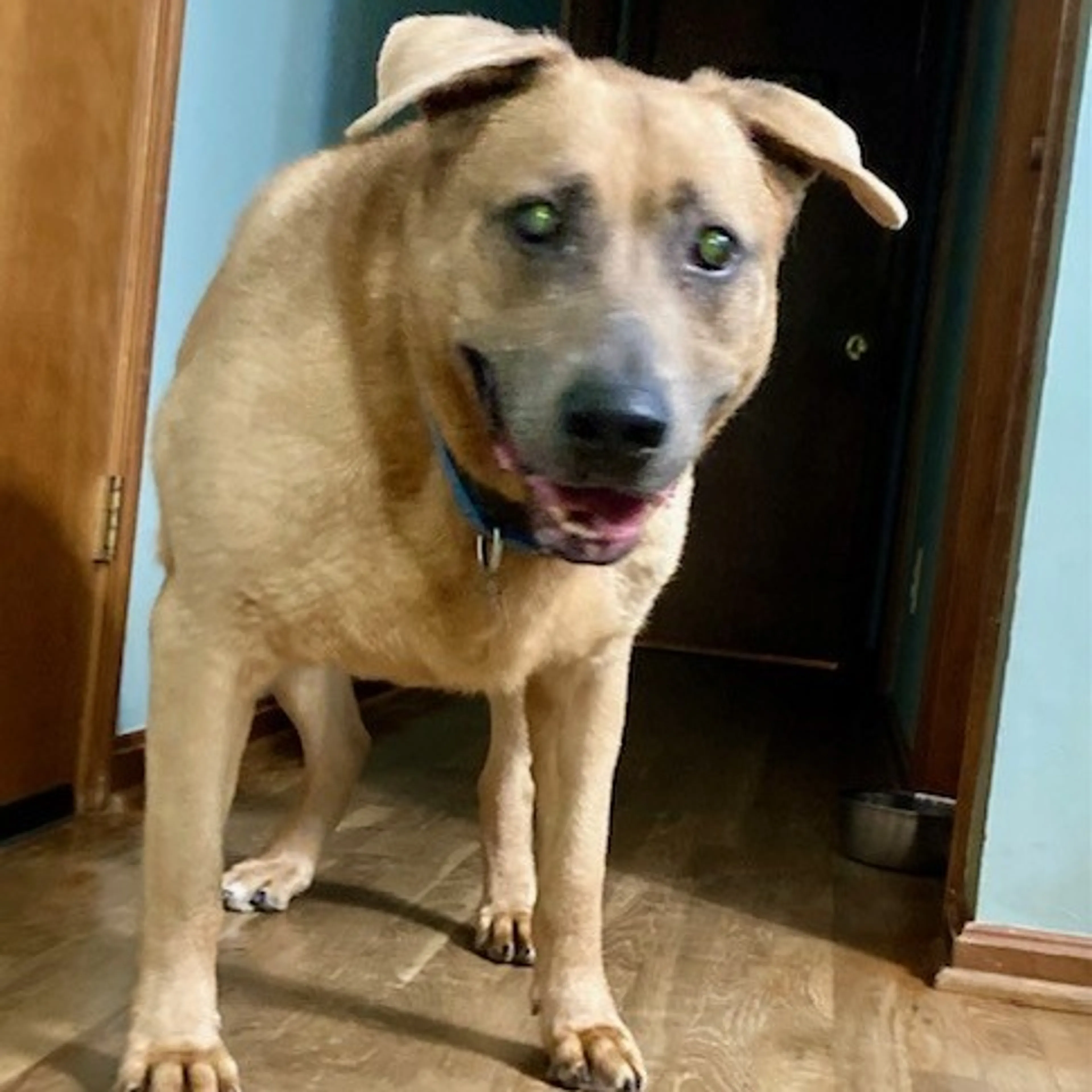 Found pet-5