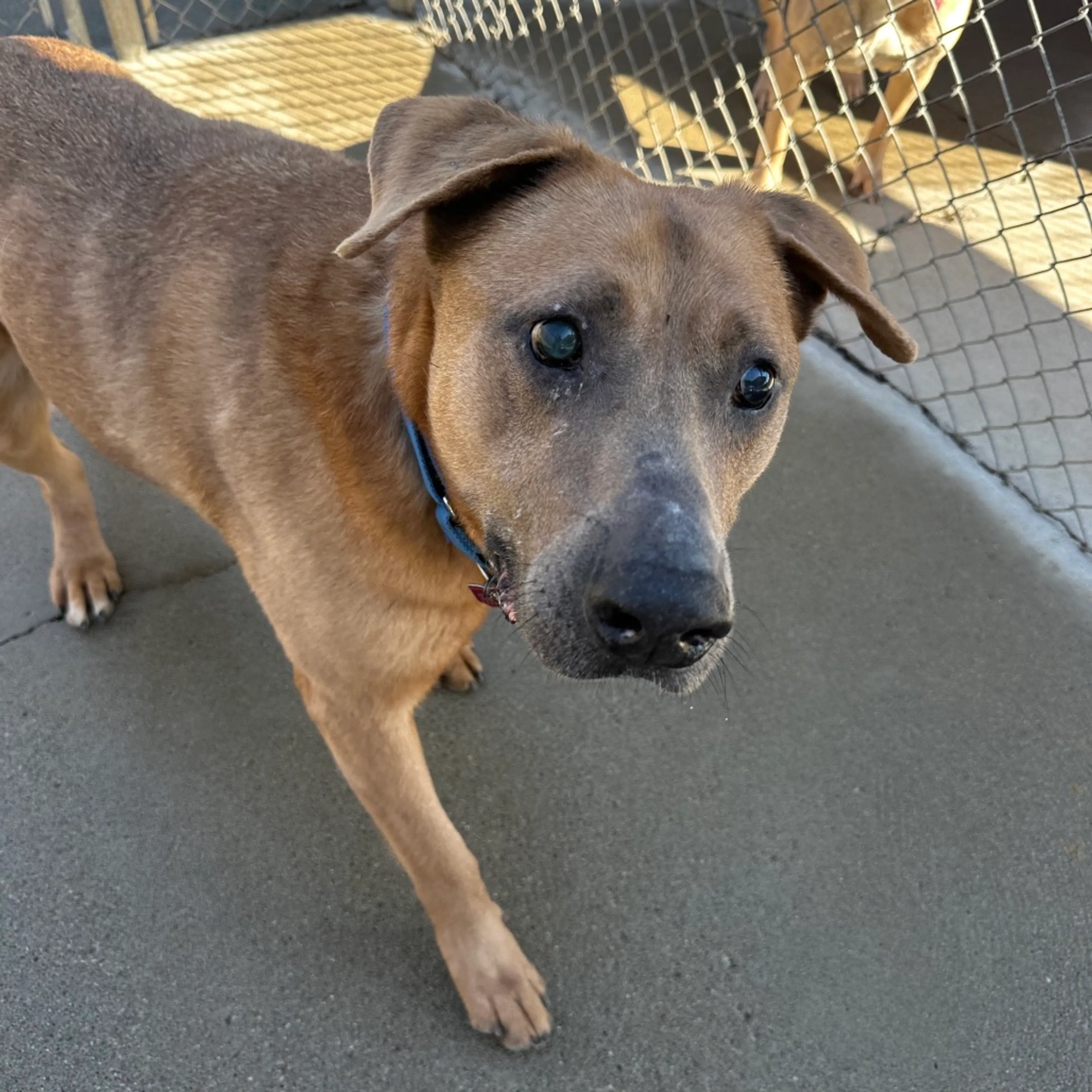 Found pet-2