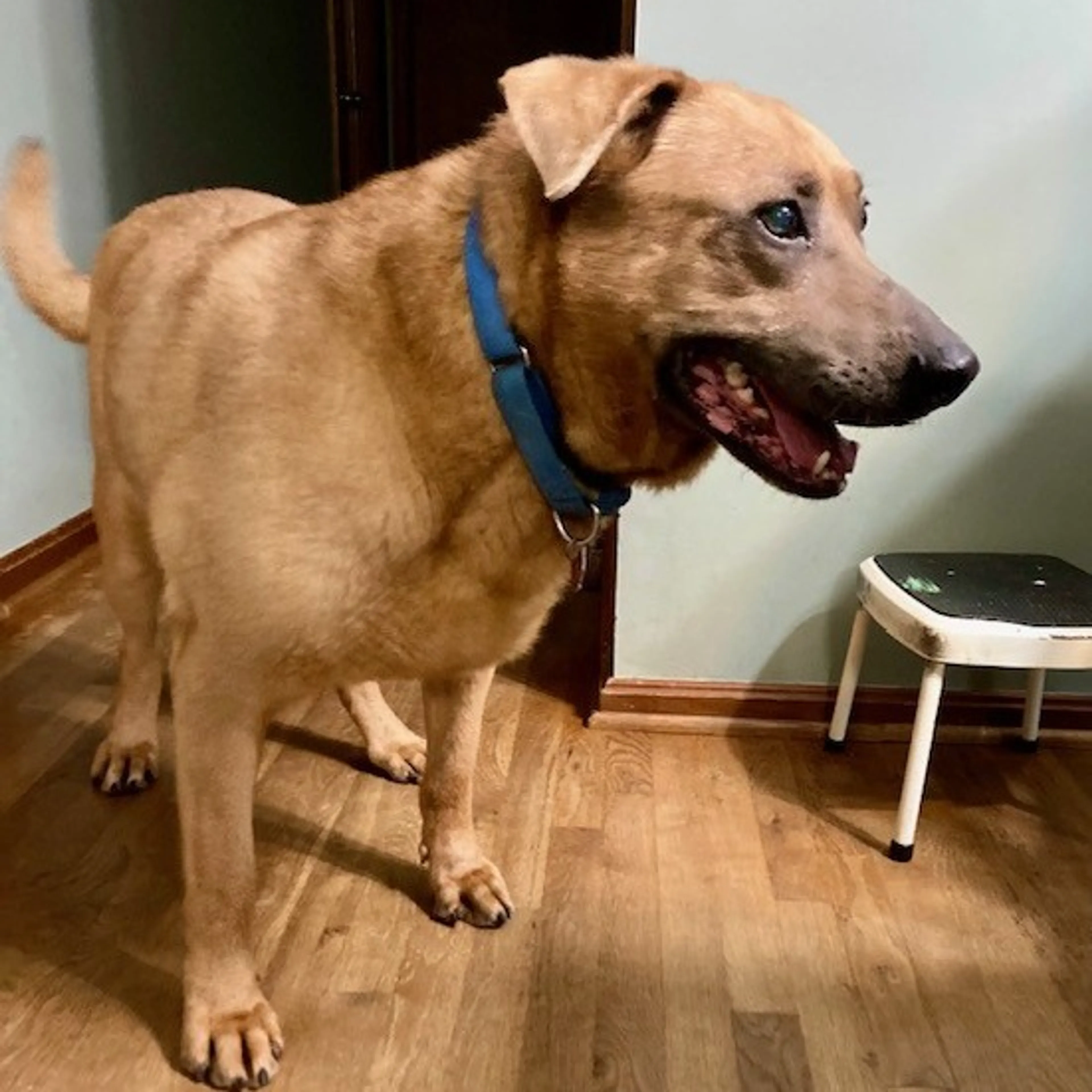 Found pet-13