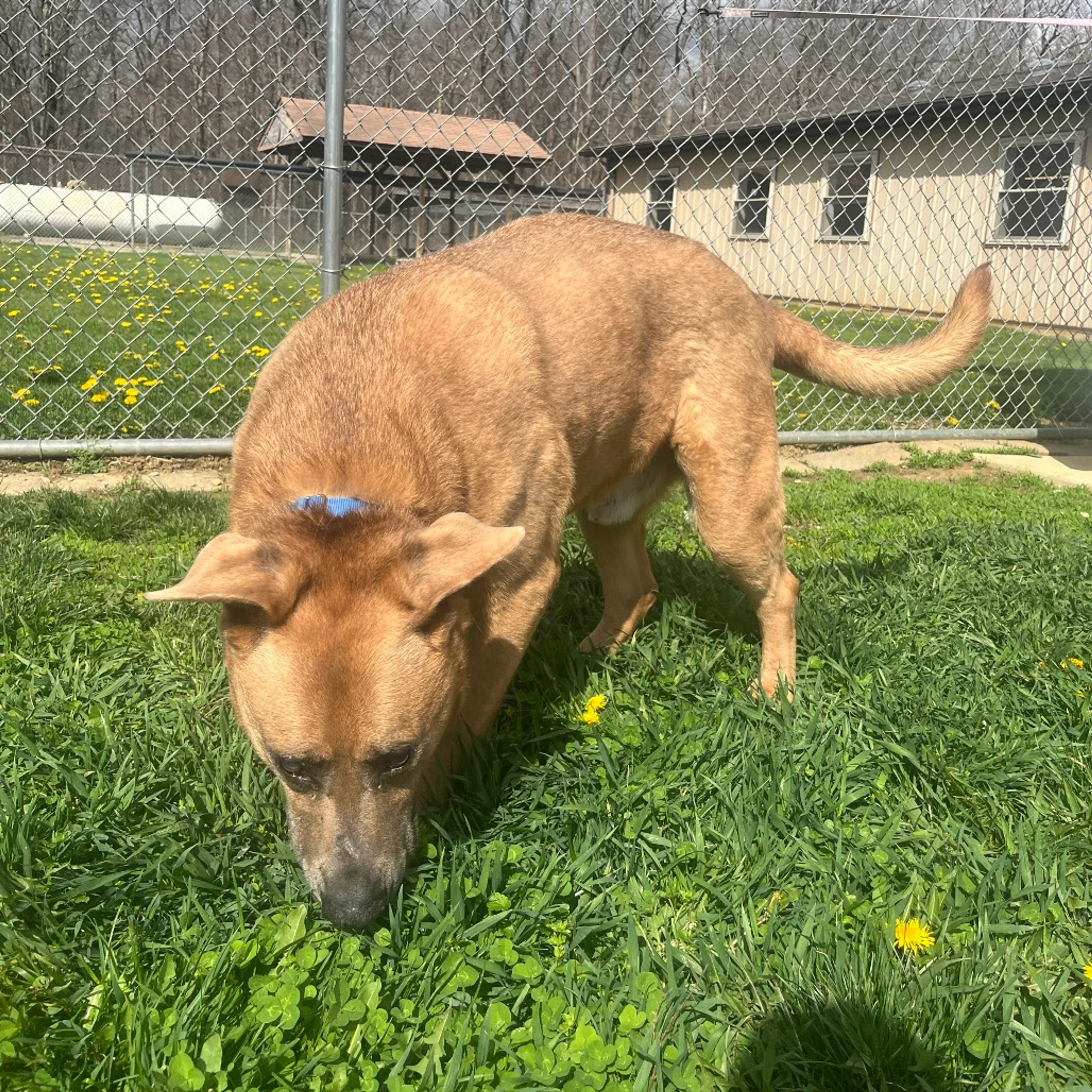 Found pet-12