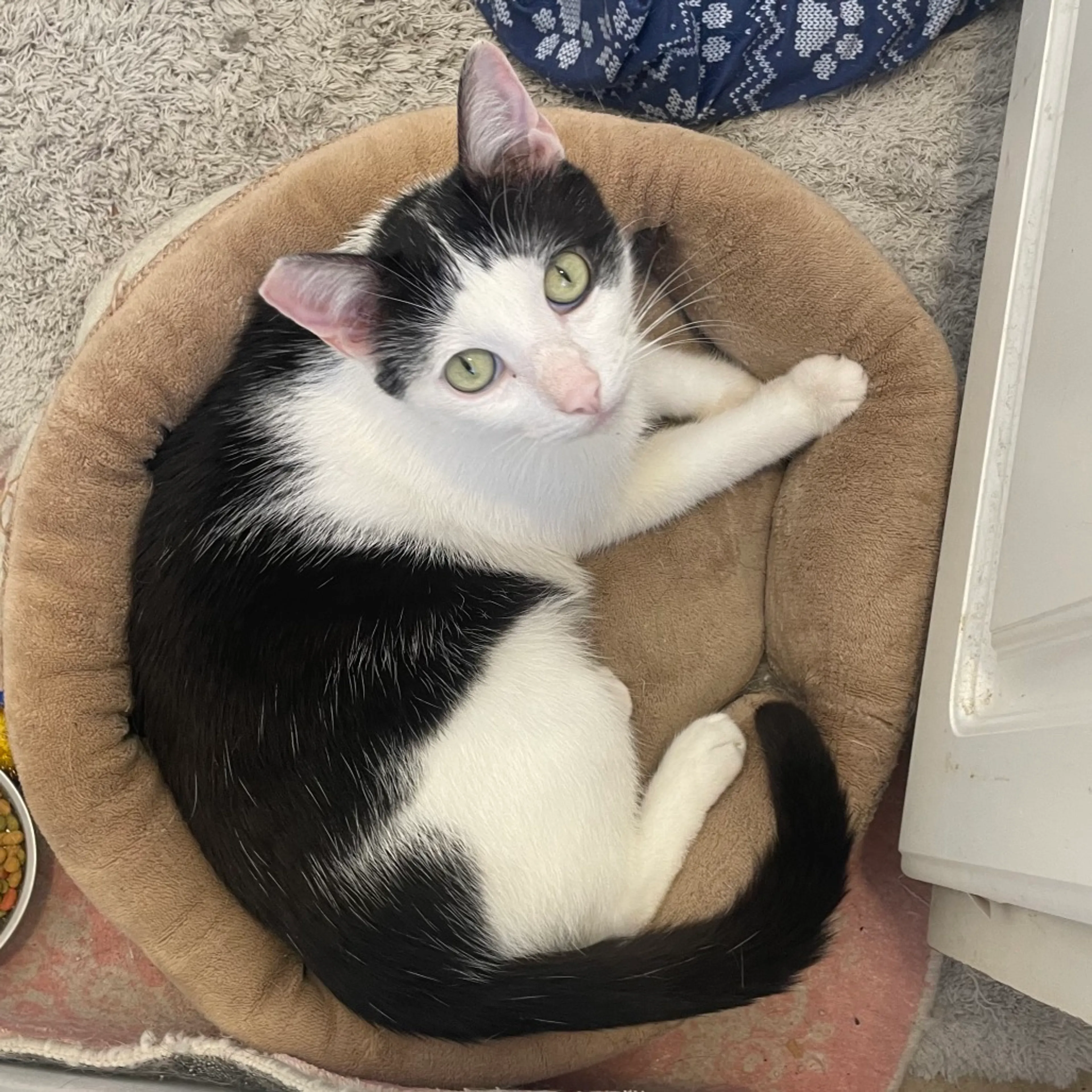 Found pet-16