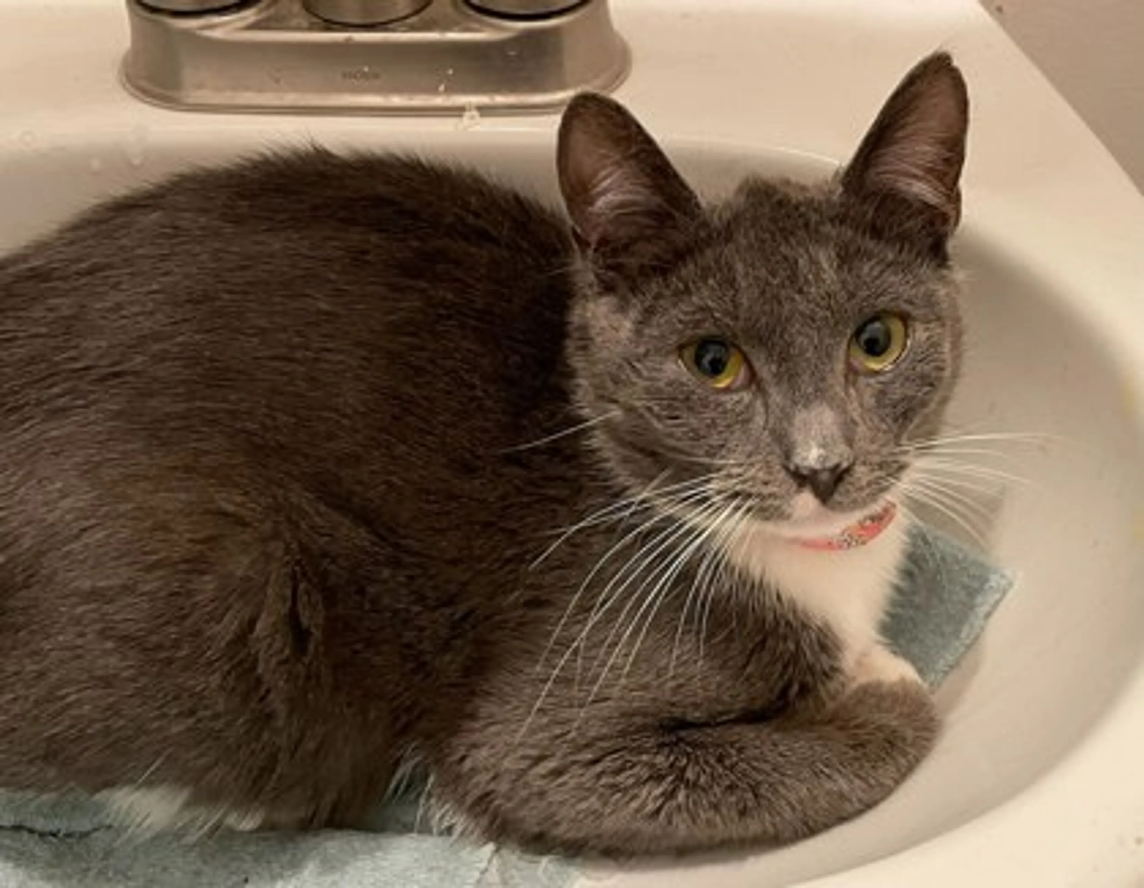 Found pet-1