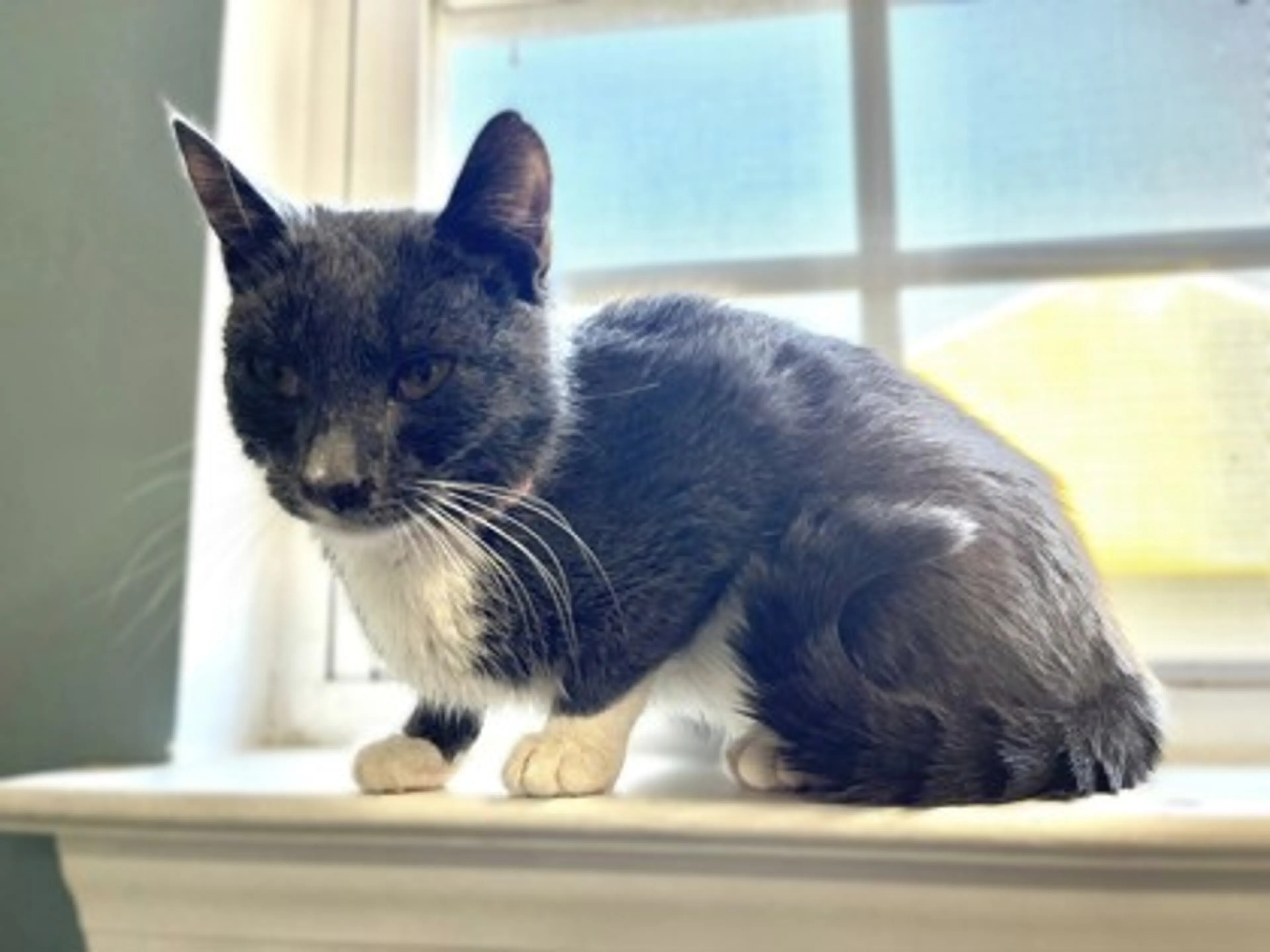 Found pet-2