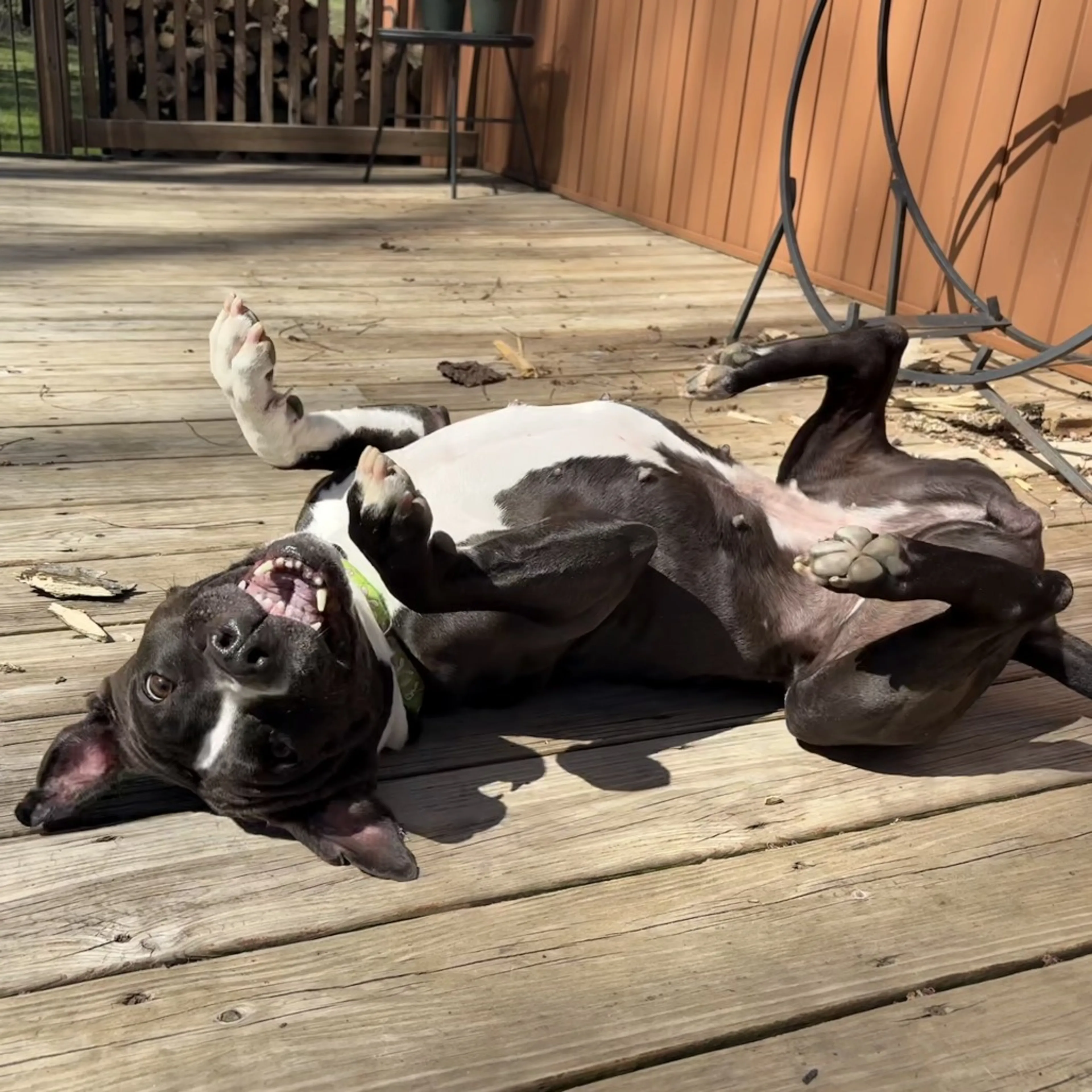 Found pet-3