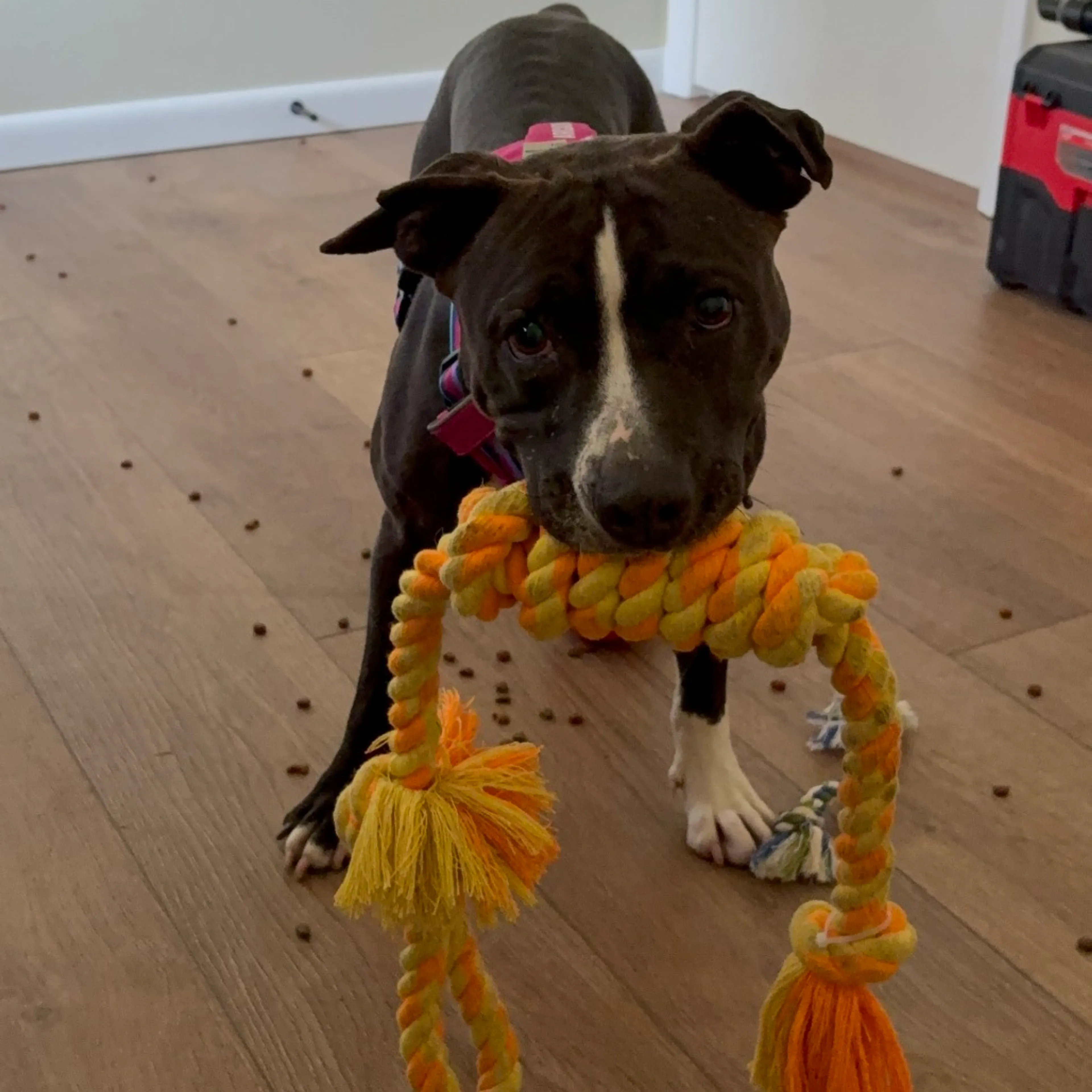 Found pet-4