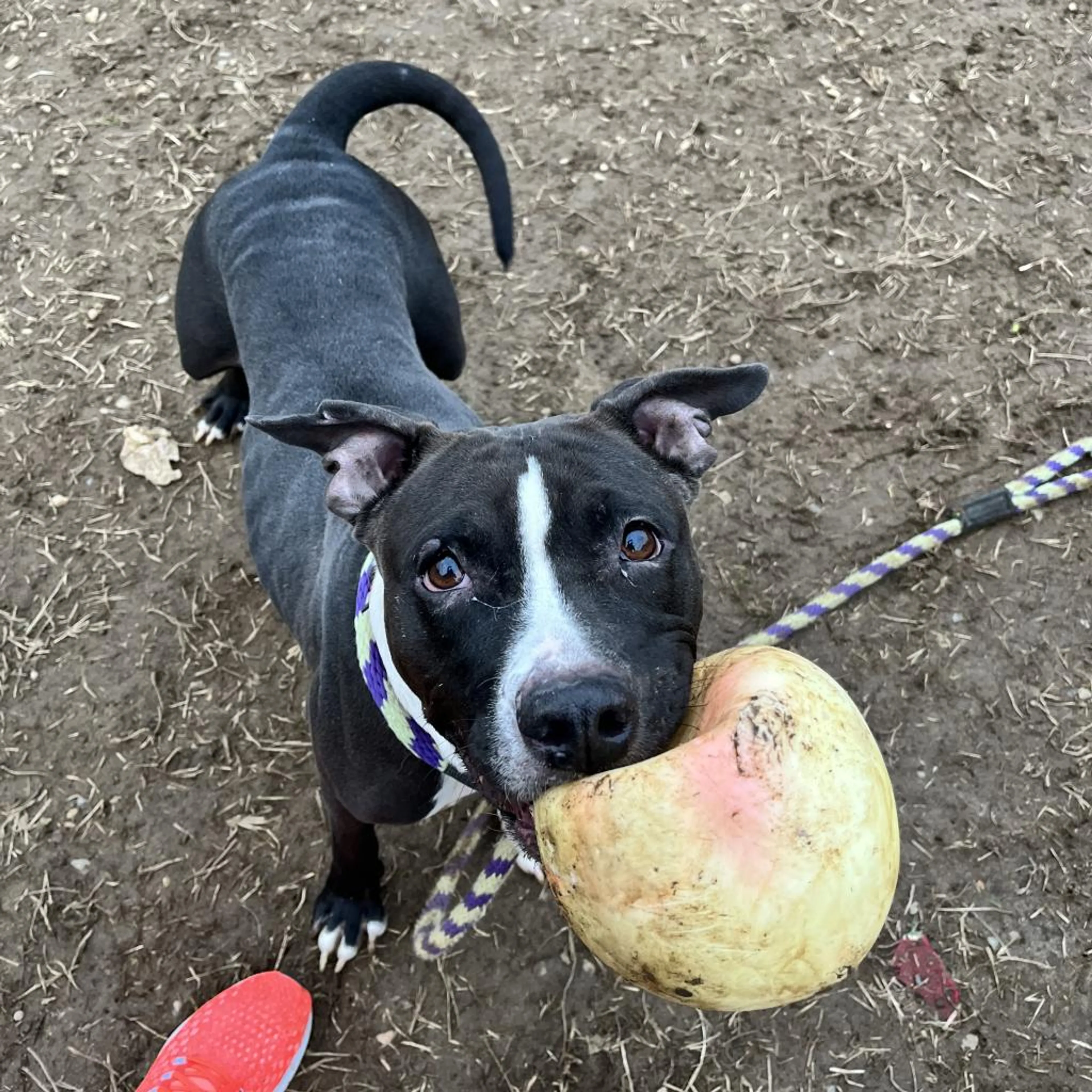 Found pet-13