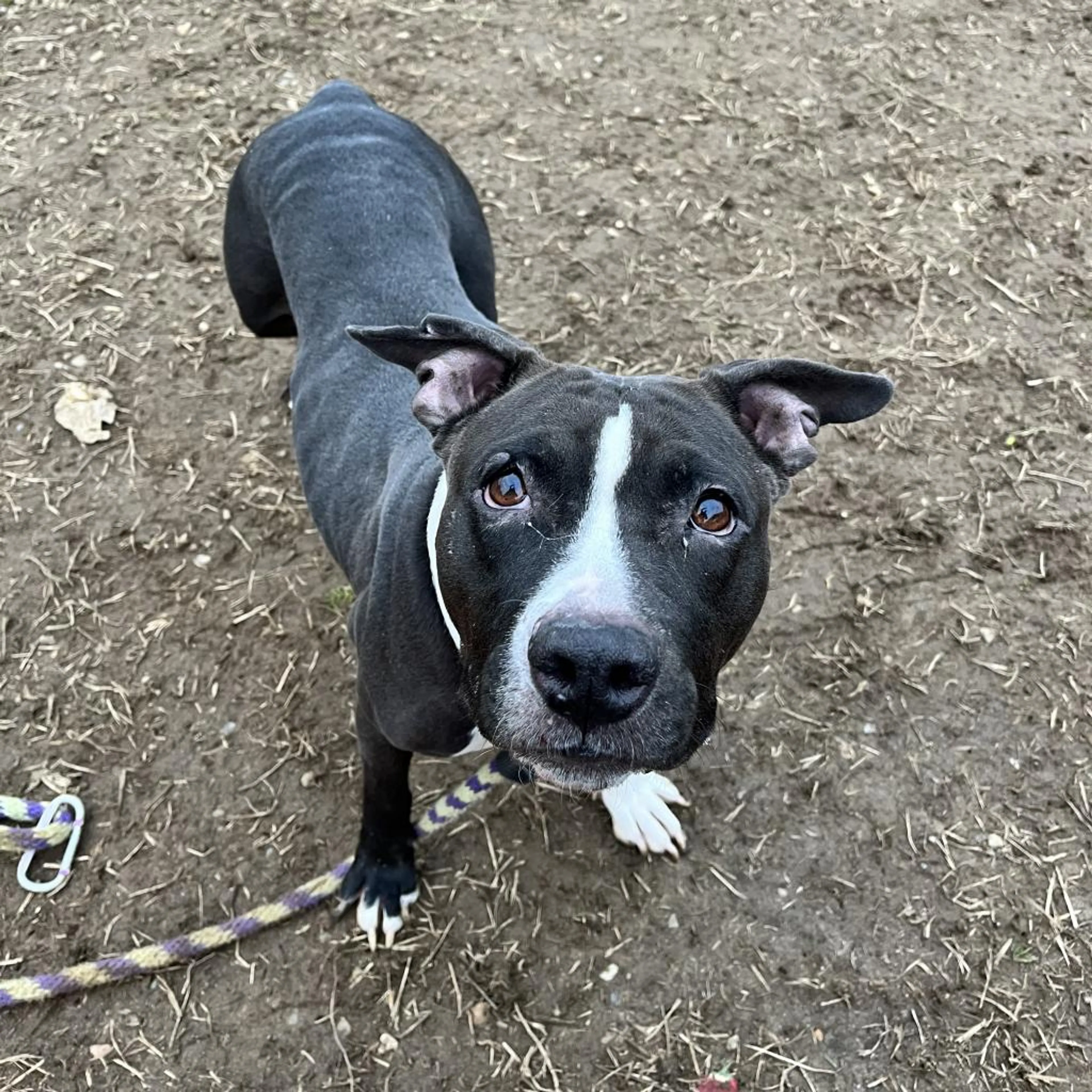 Found pet-12
