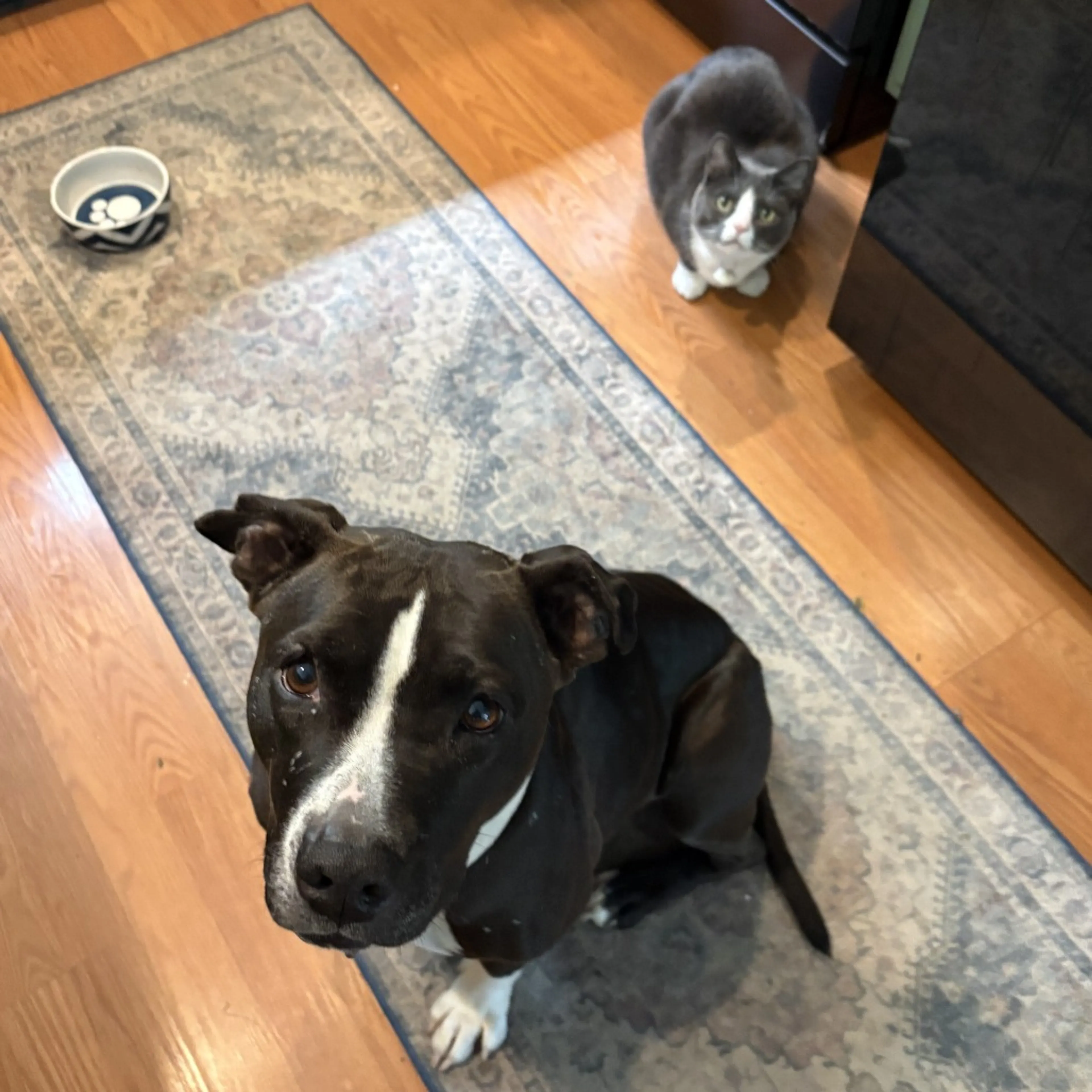 Found pet-2