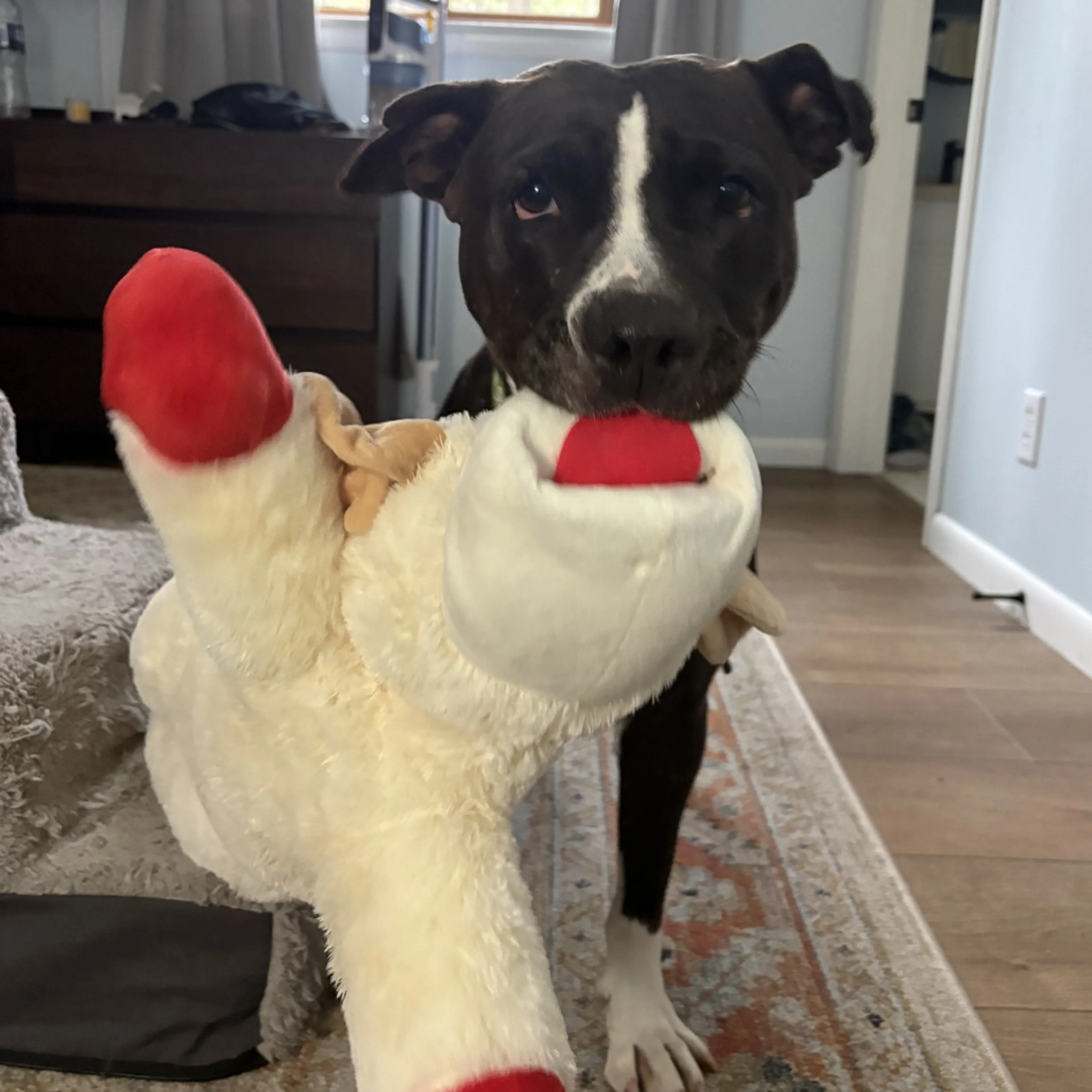 Found pet-16