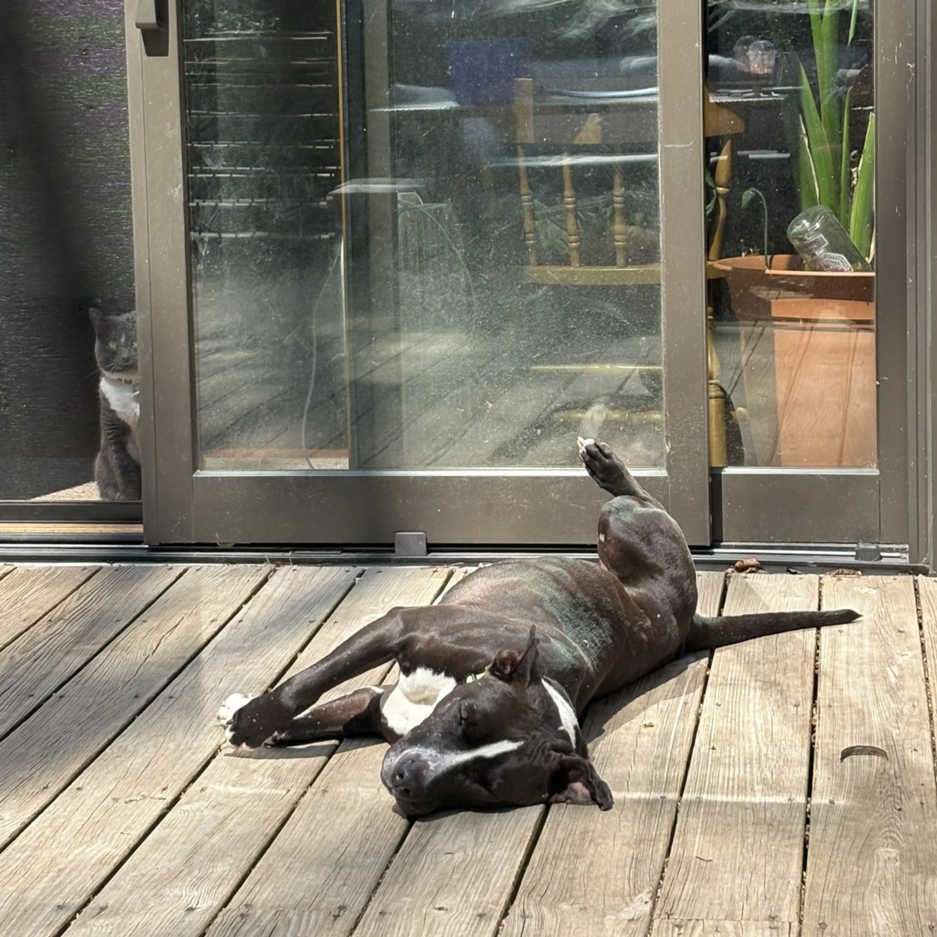 Found pet-6