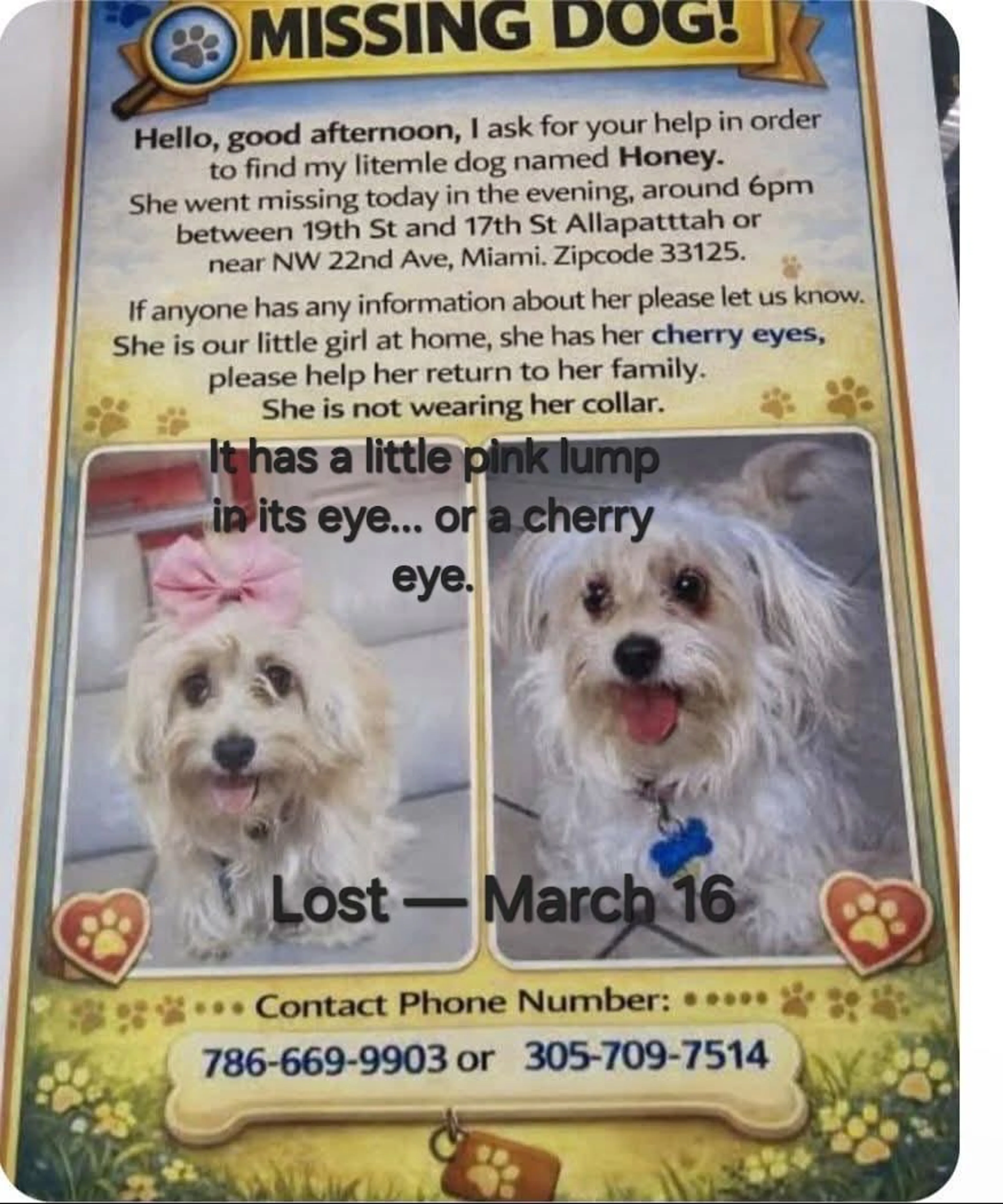Lost pet-4
