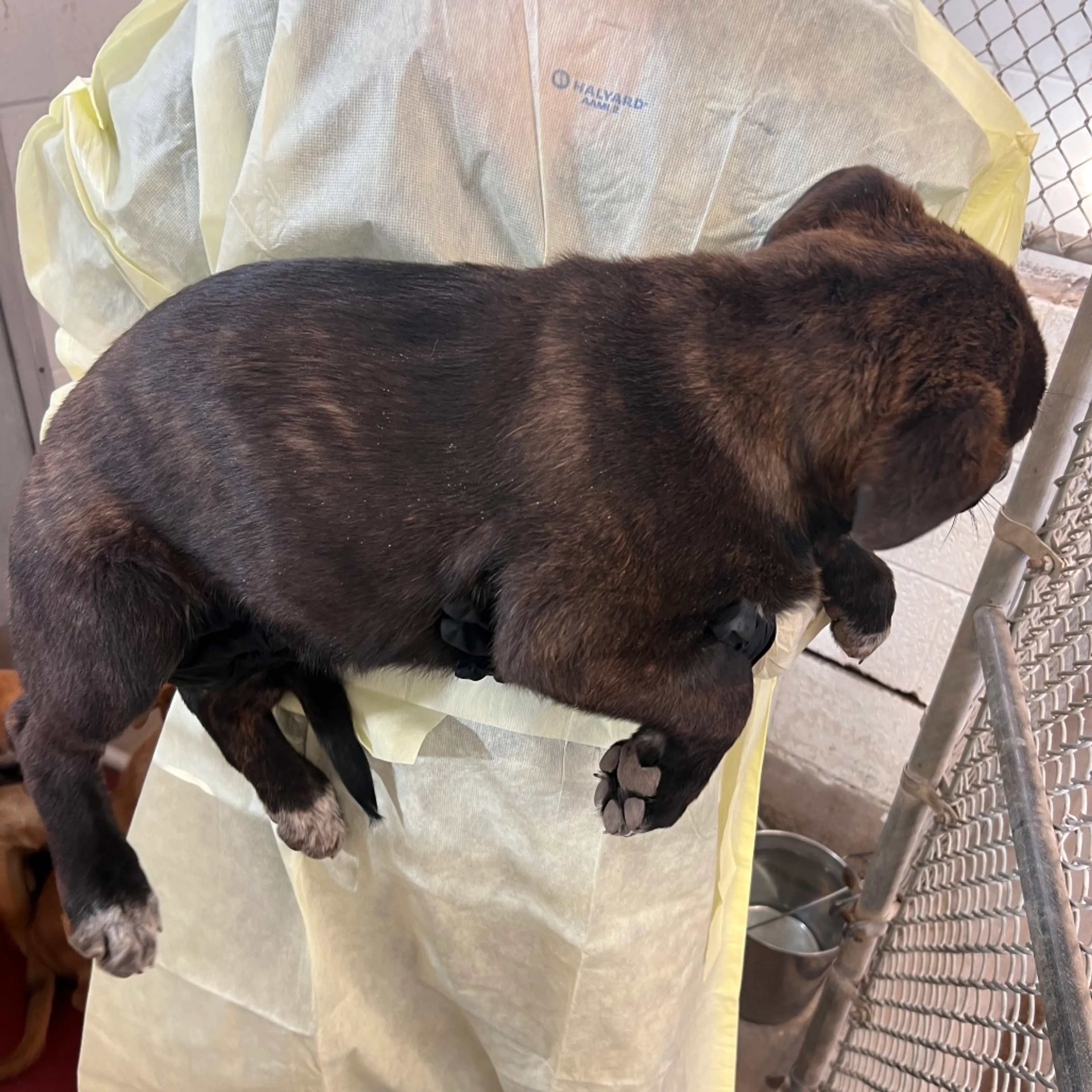 Found pet-2