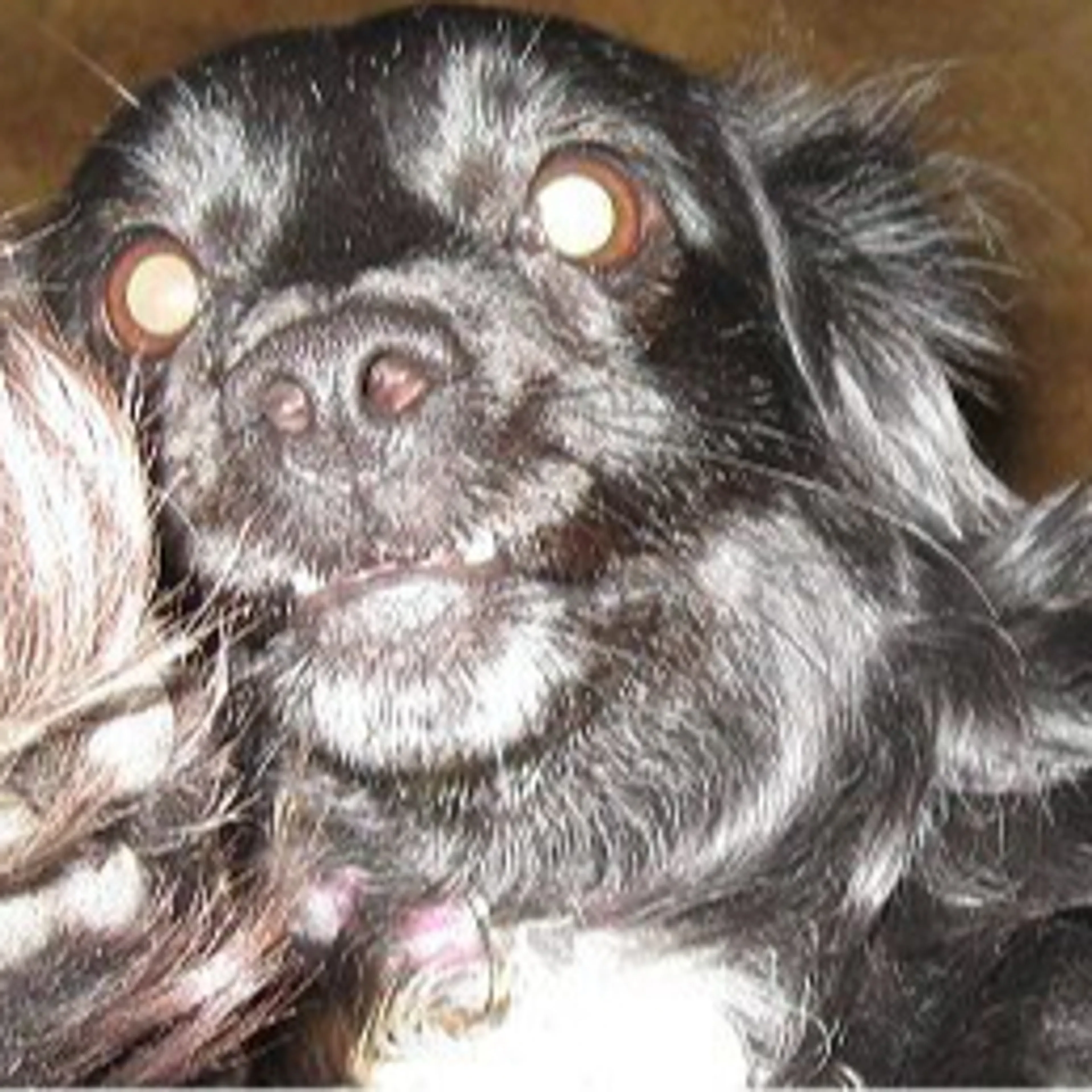Lost pet-1