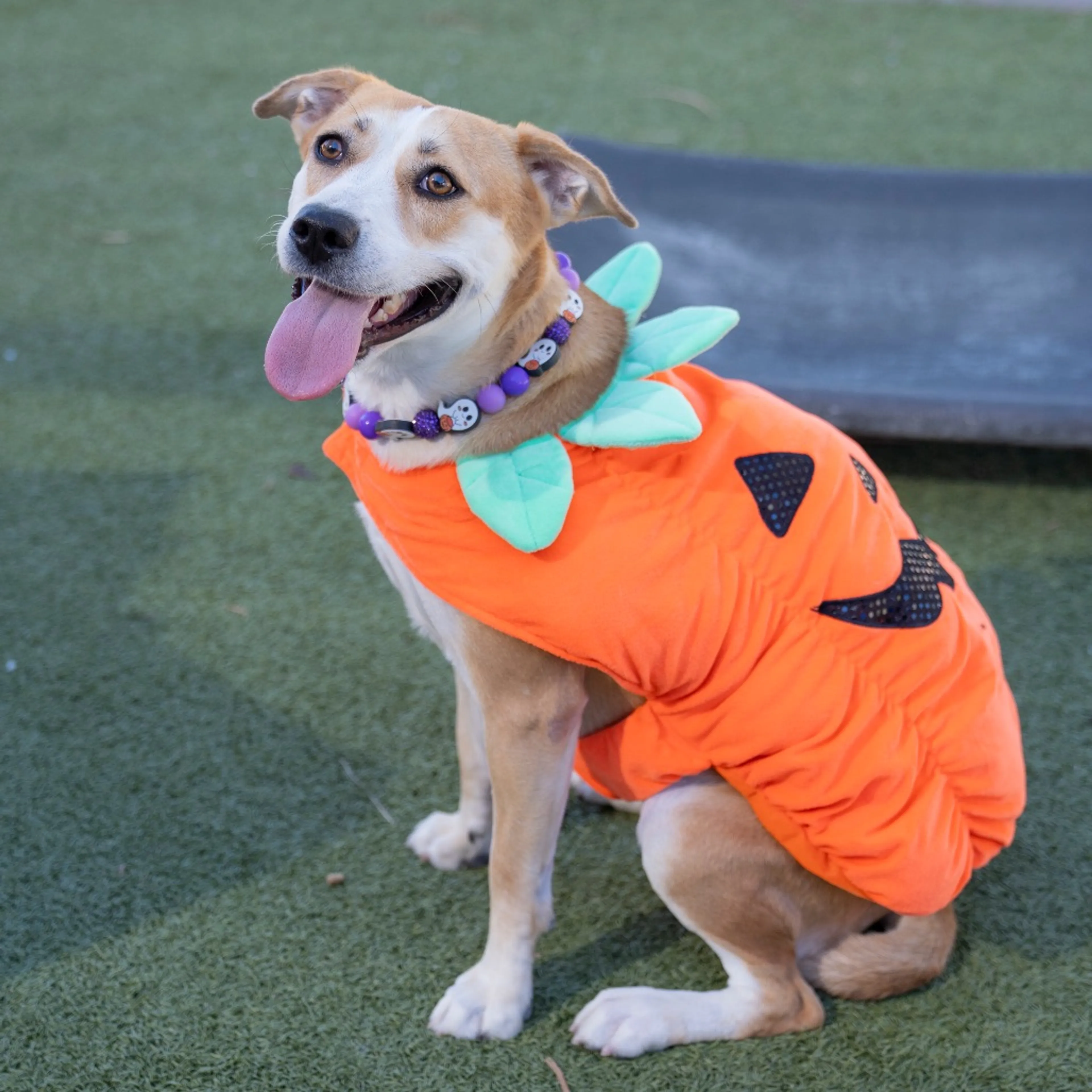 cdn image