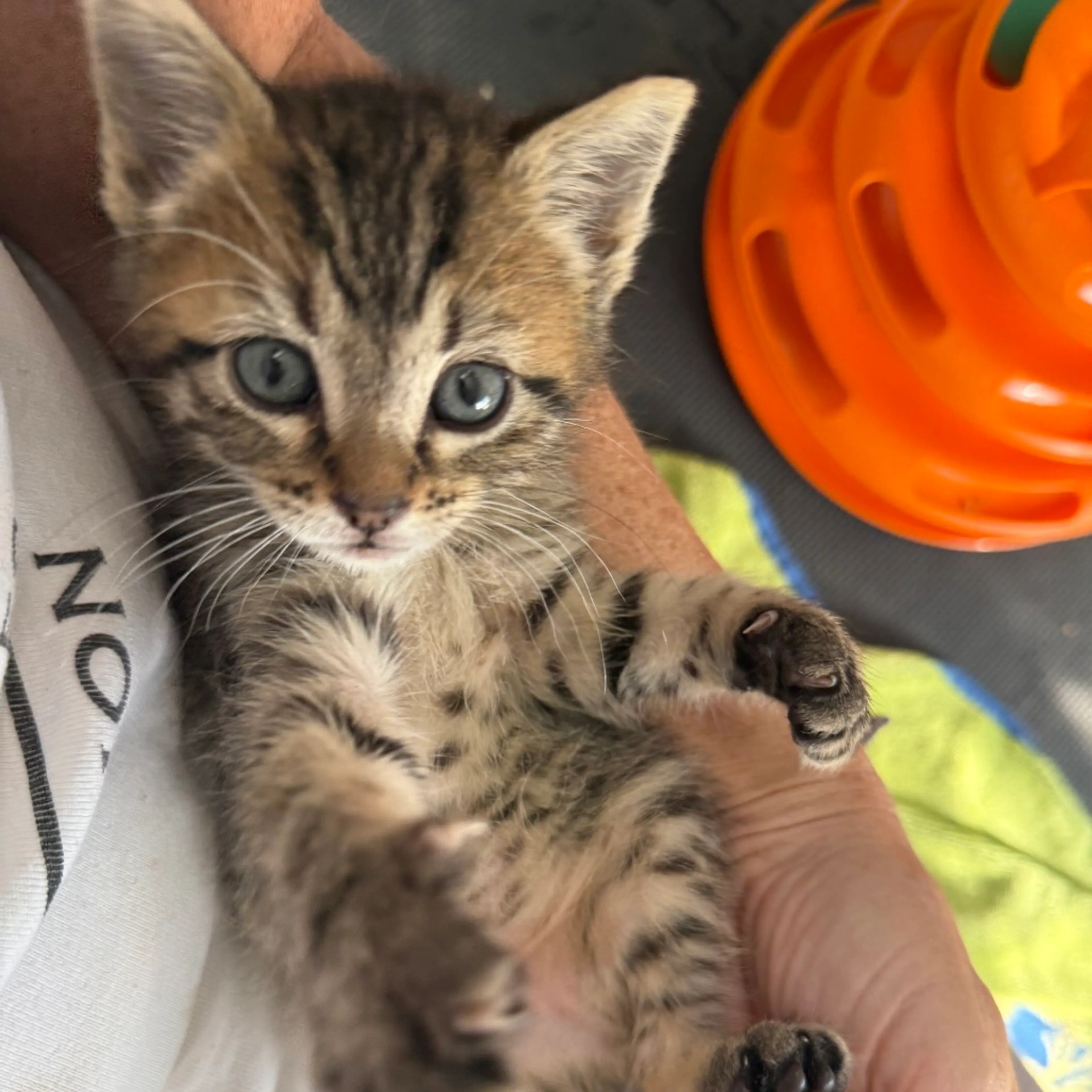 Found pet-0