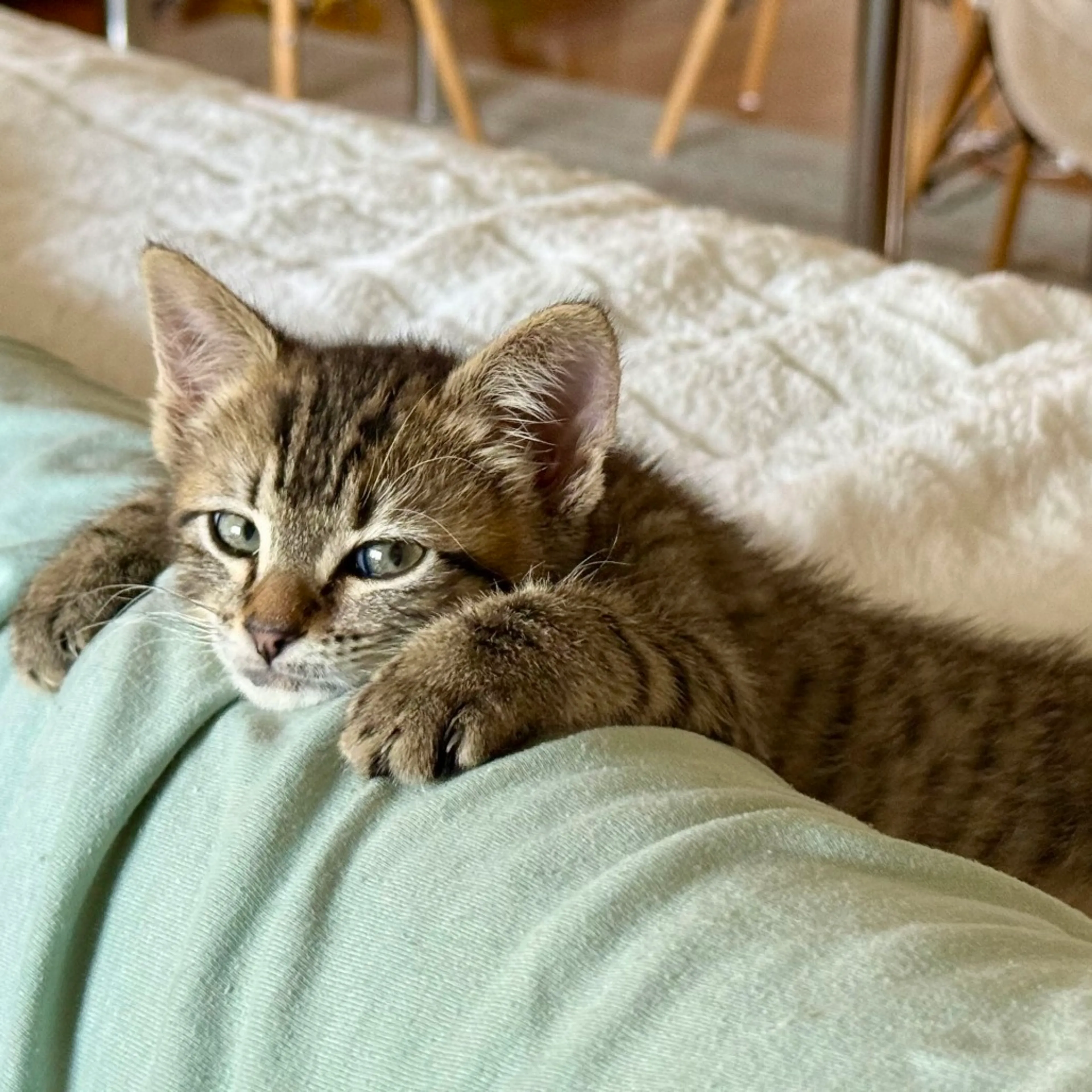 Found pet-3