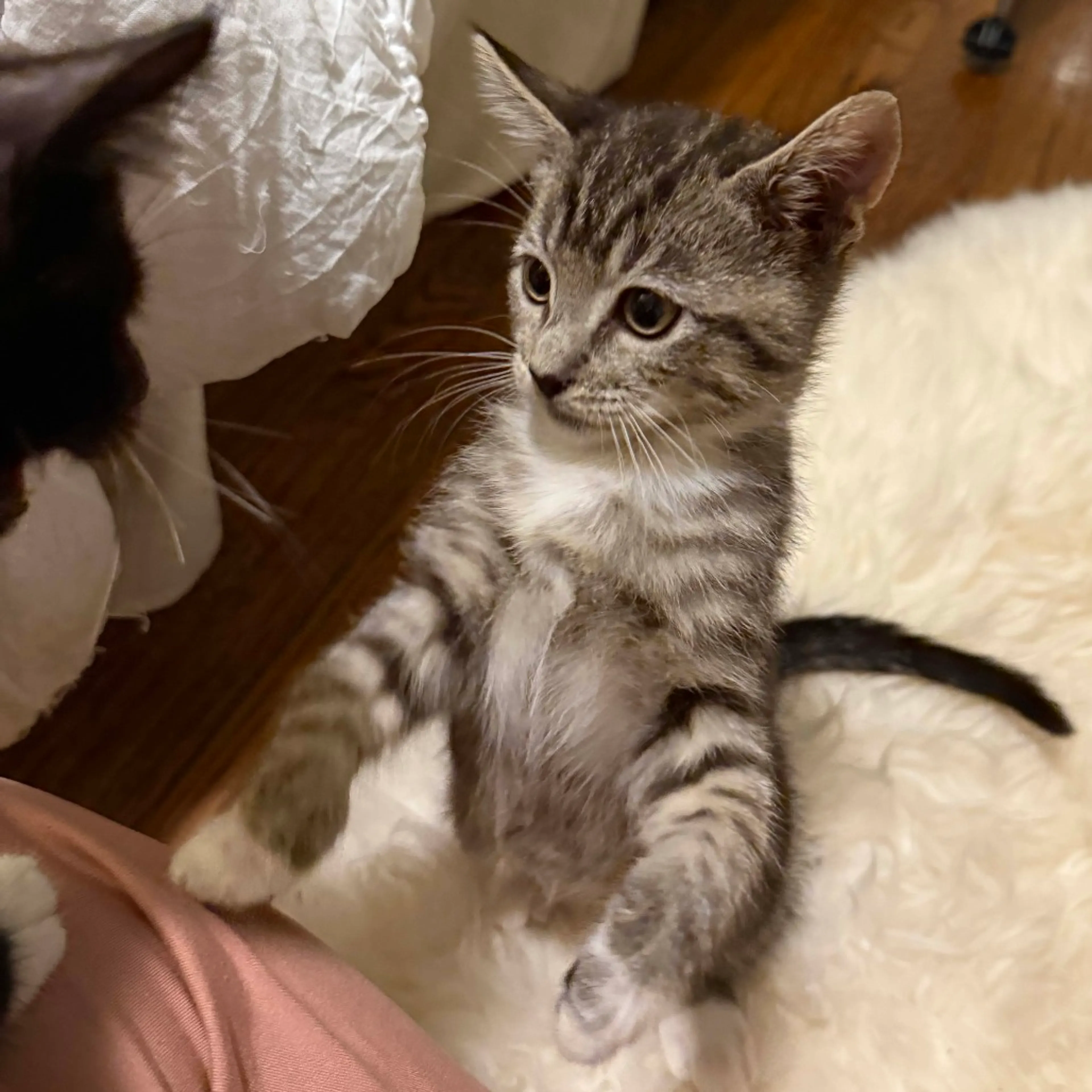 Found pet-2