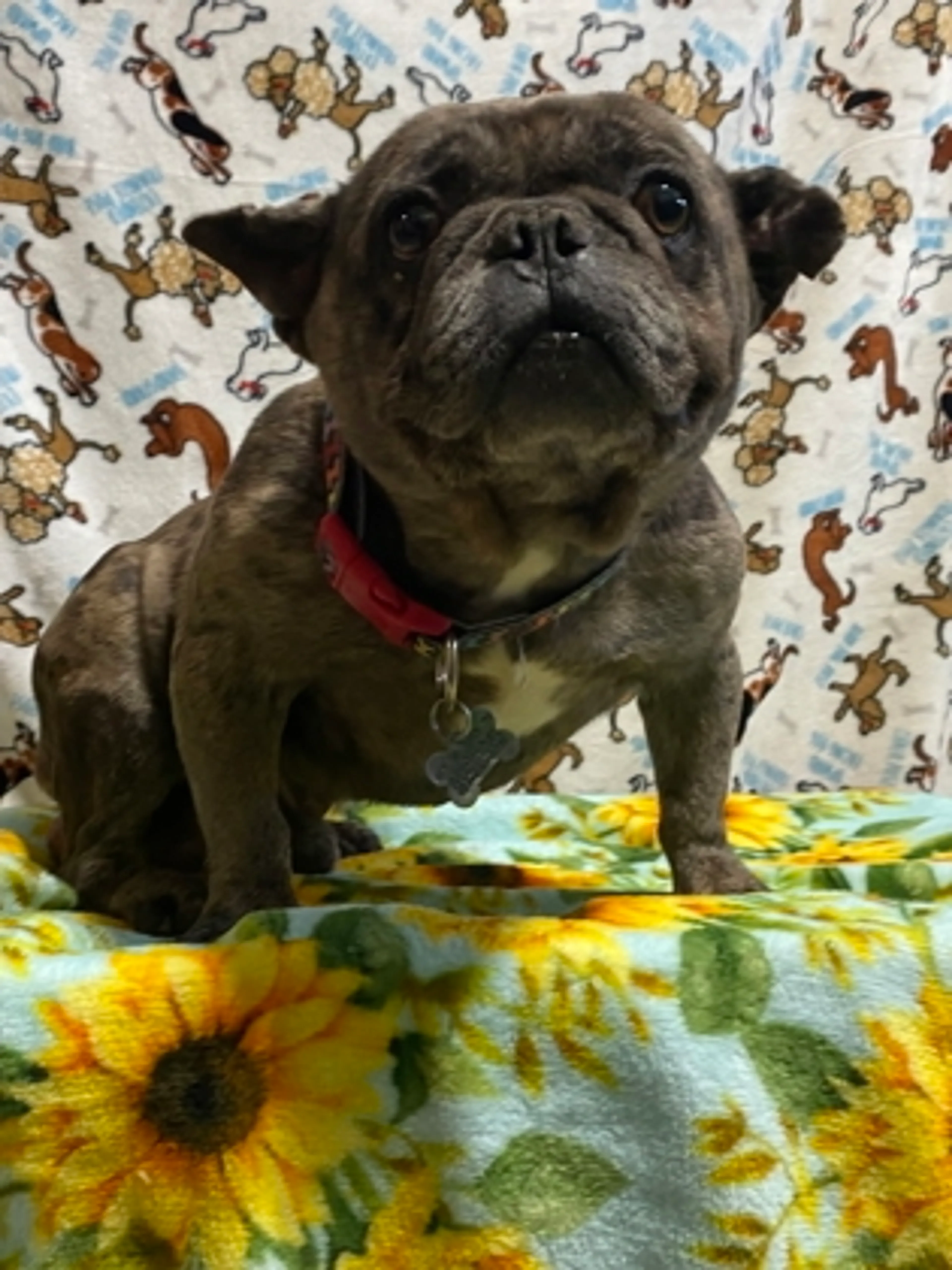 Found pet-1