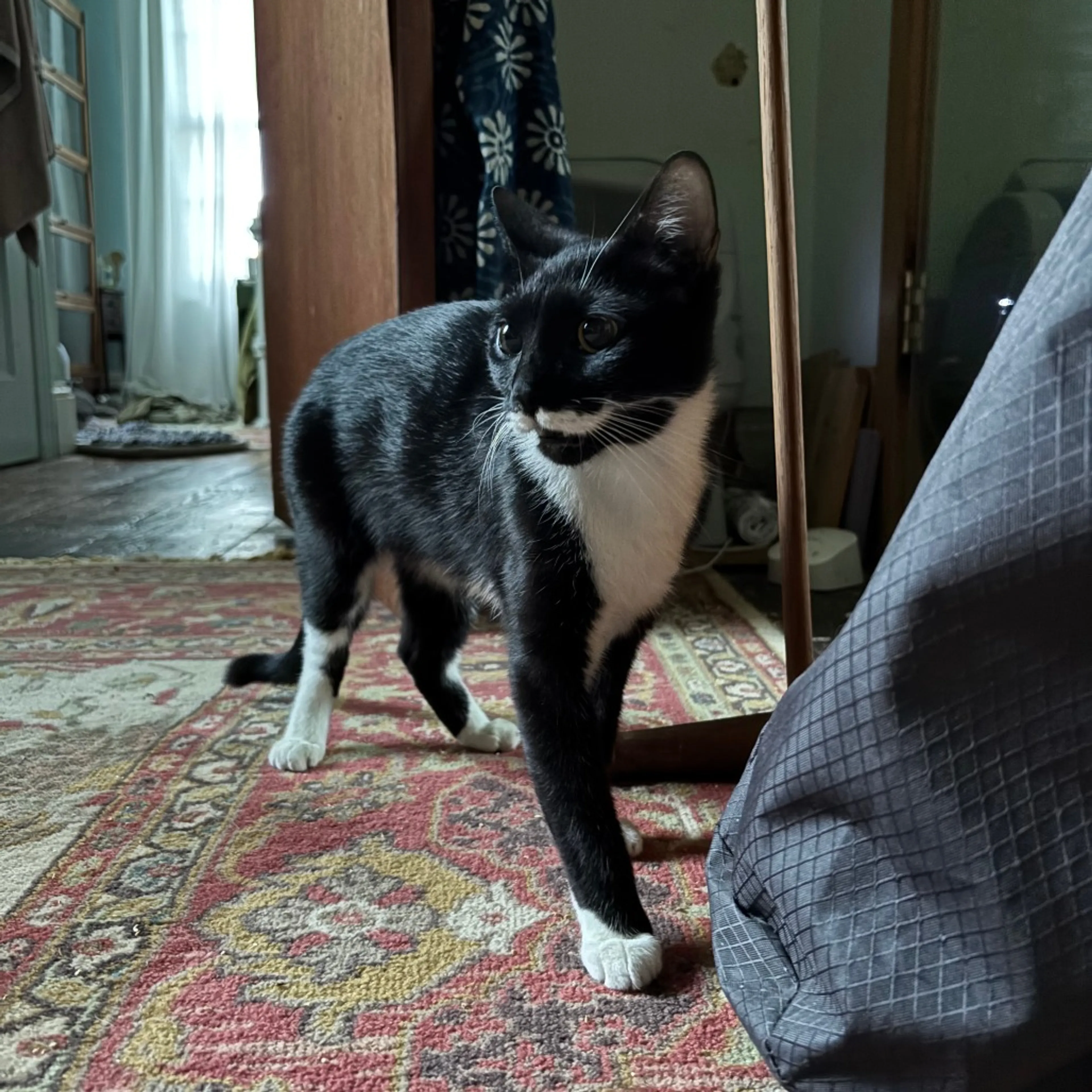 Found pet-4