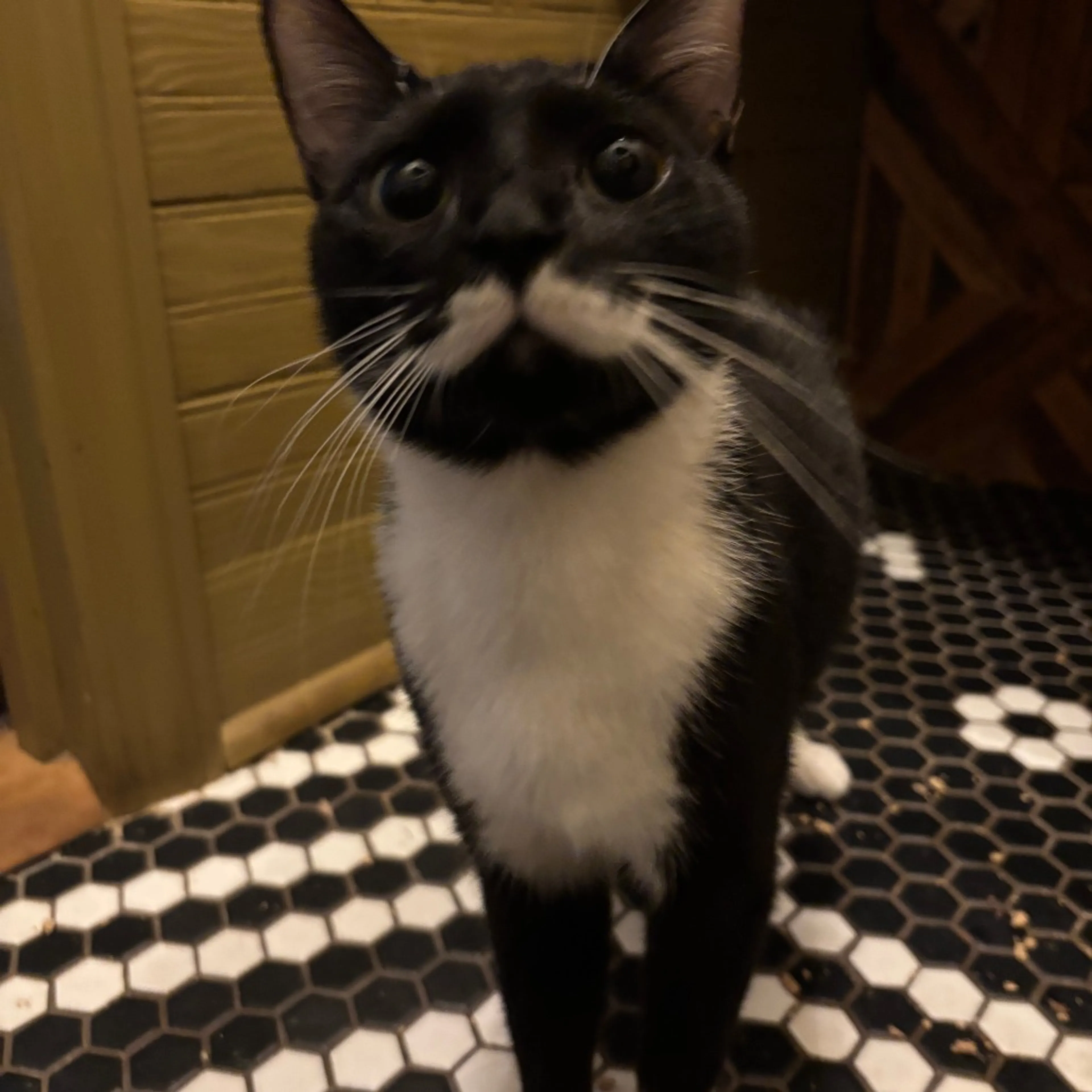 Found pet-5