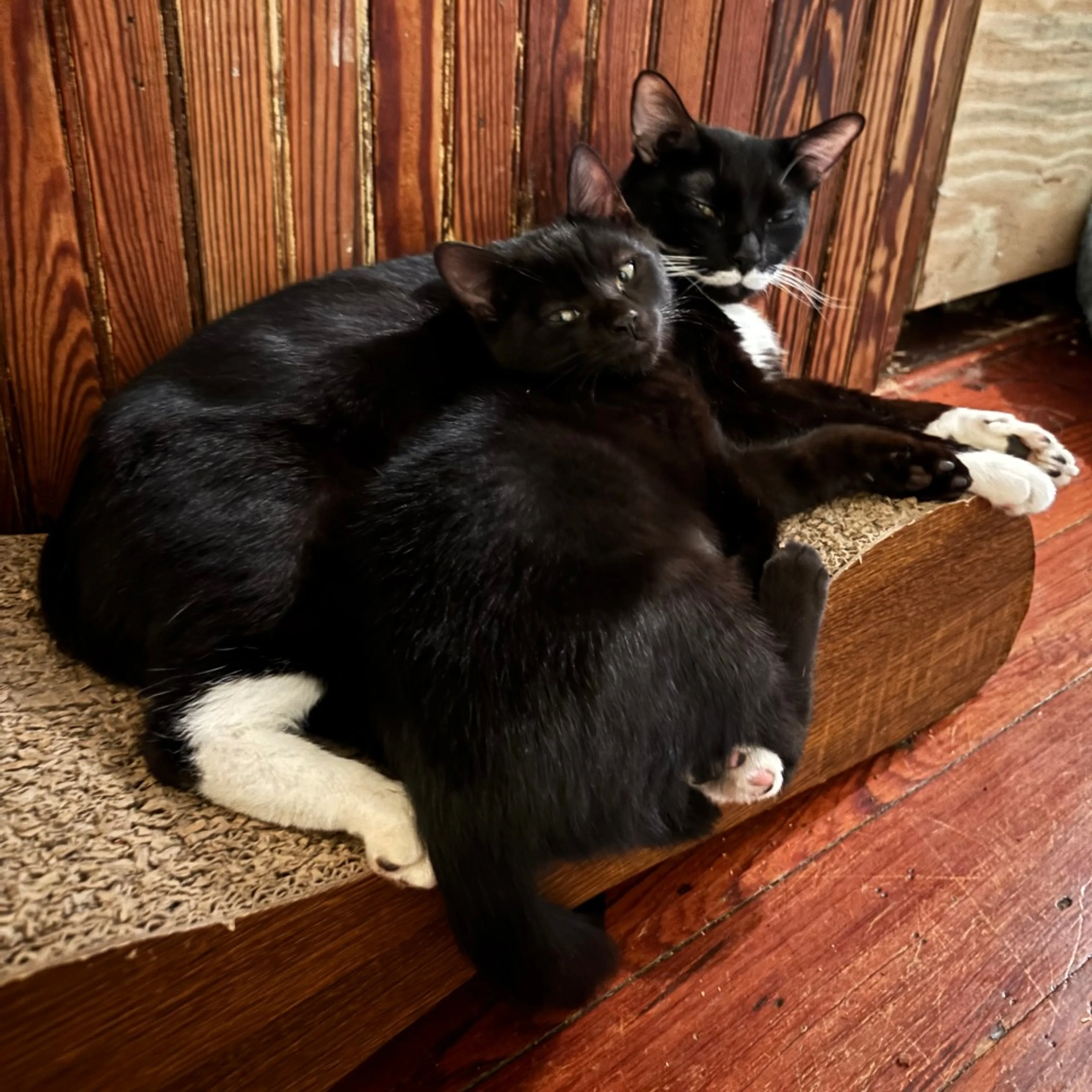 Found pet-3