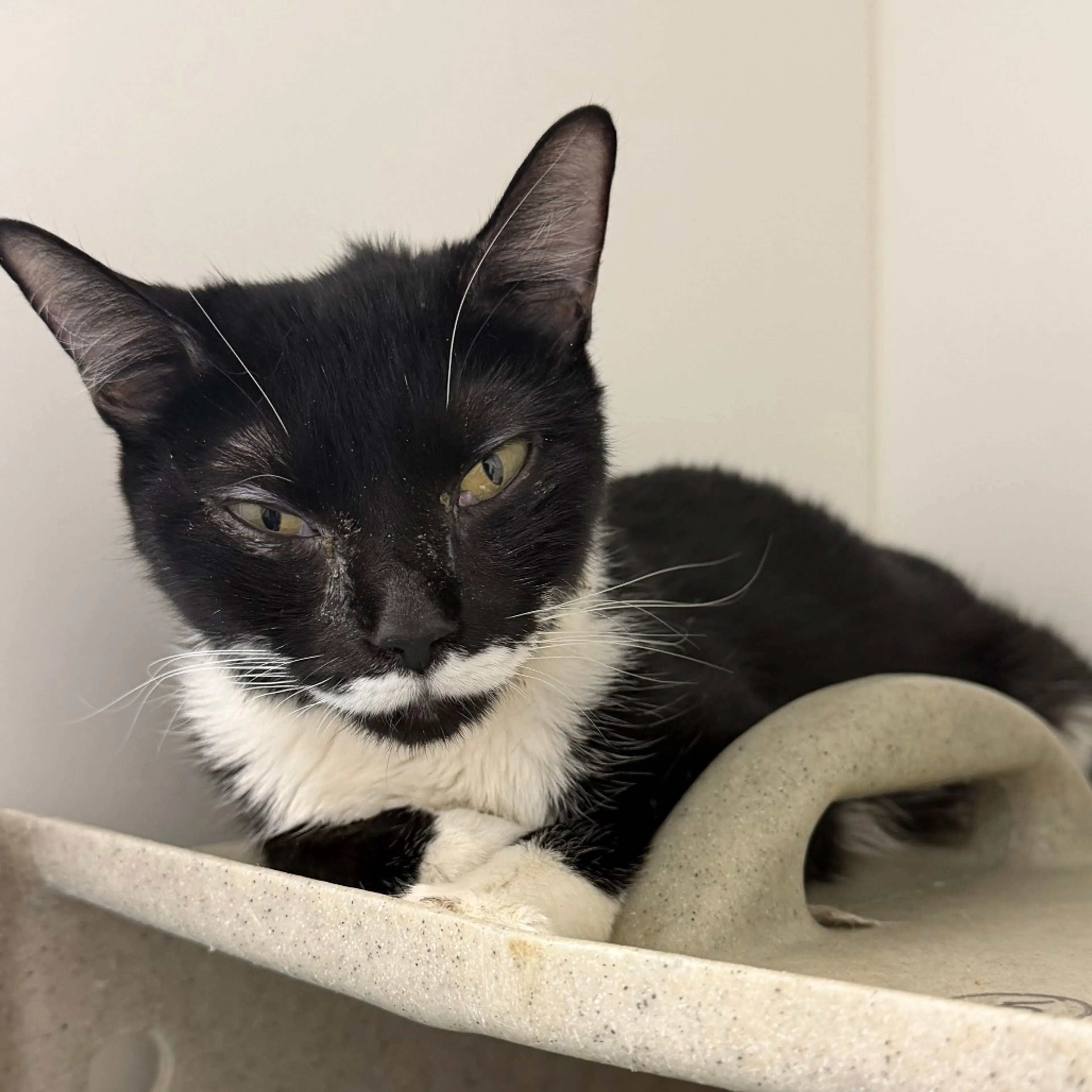Found pet-1