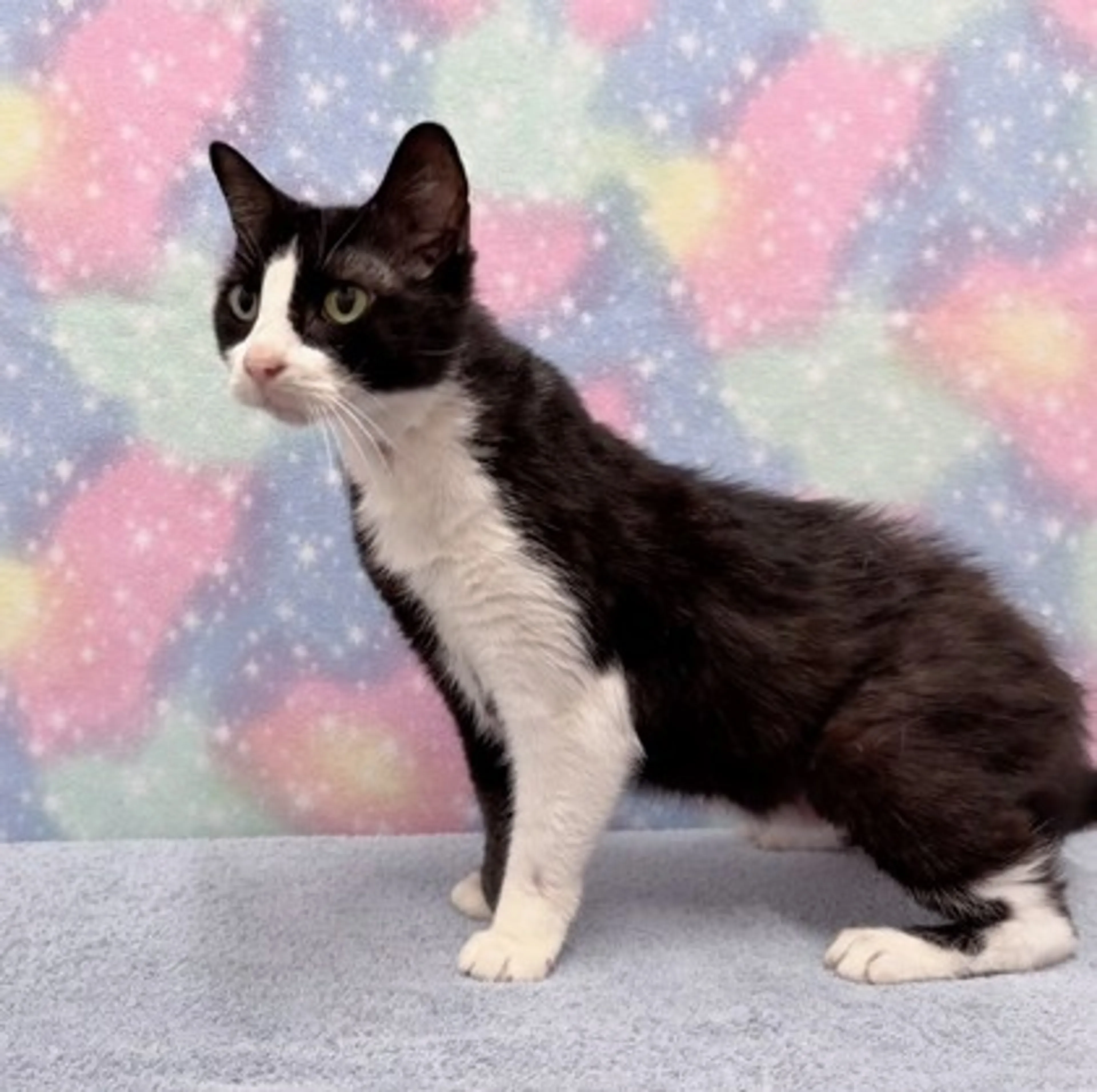 Found pet-2