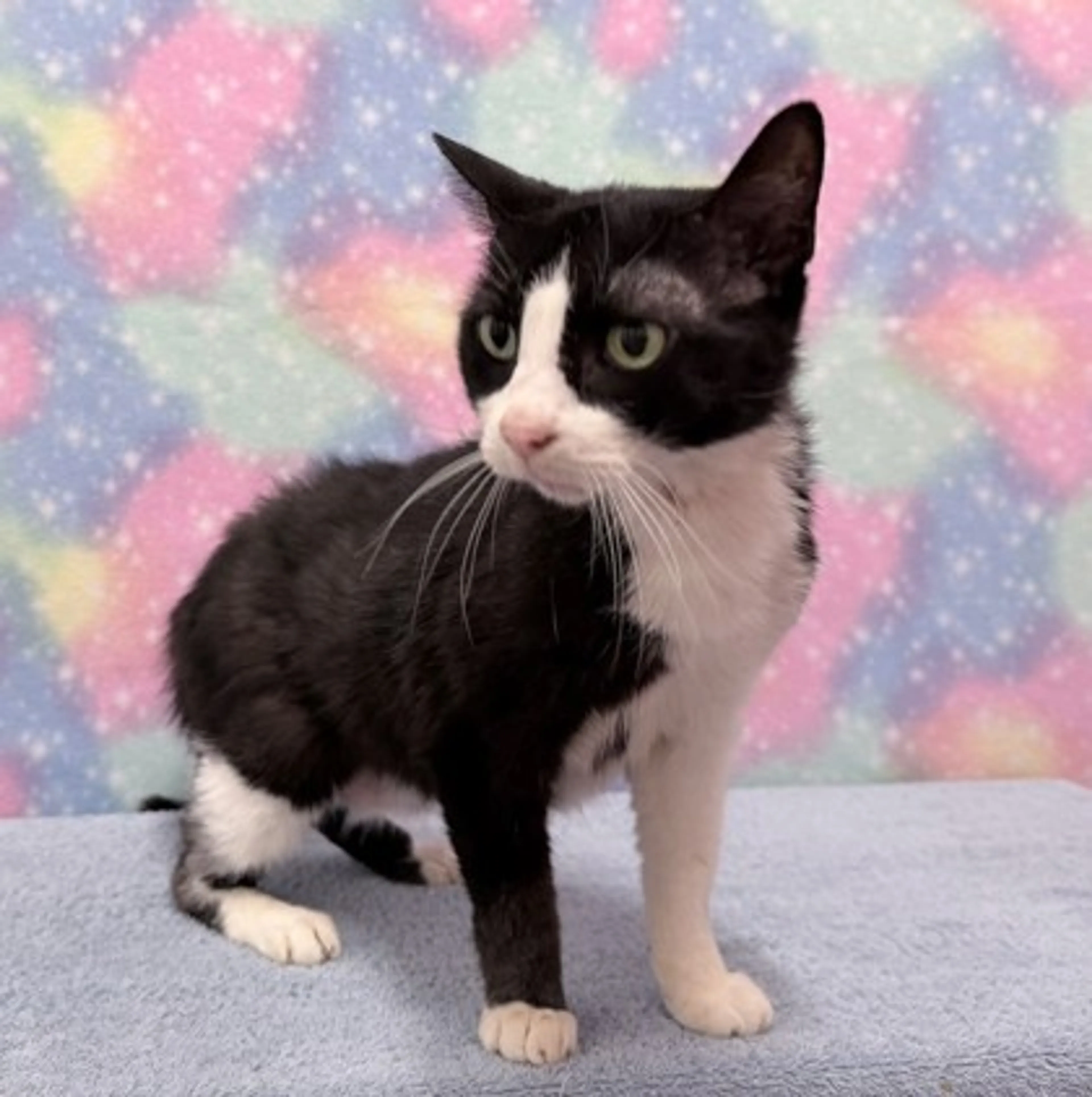 Found pet-1