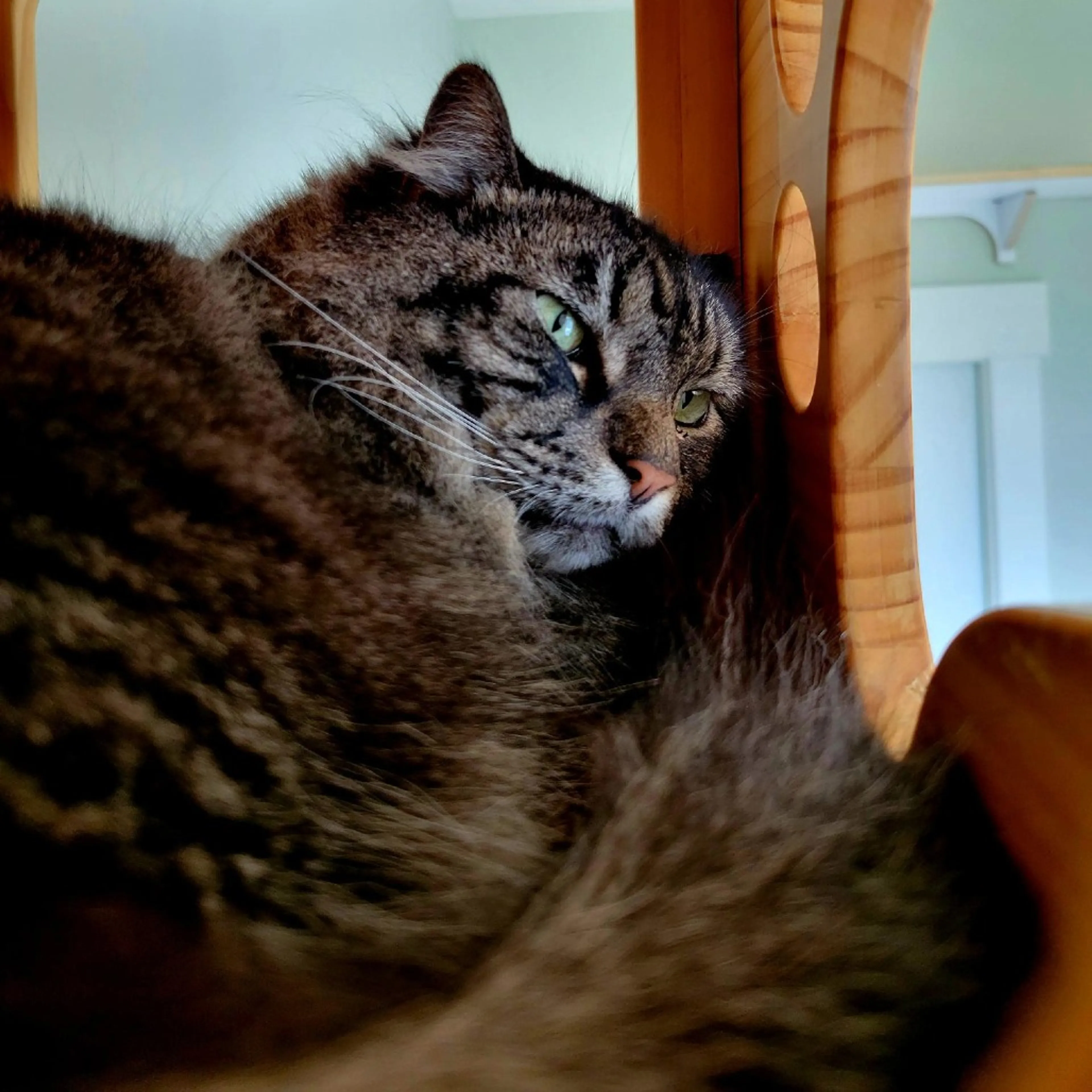 Found pet-3