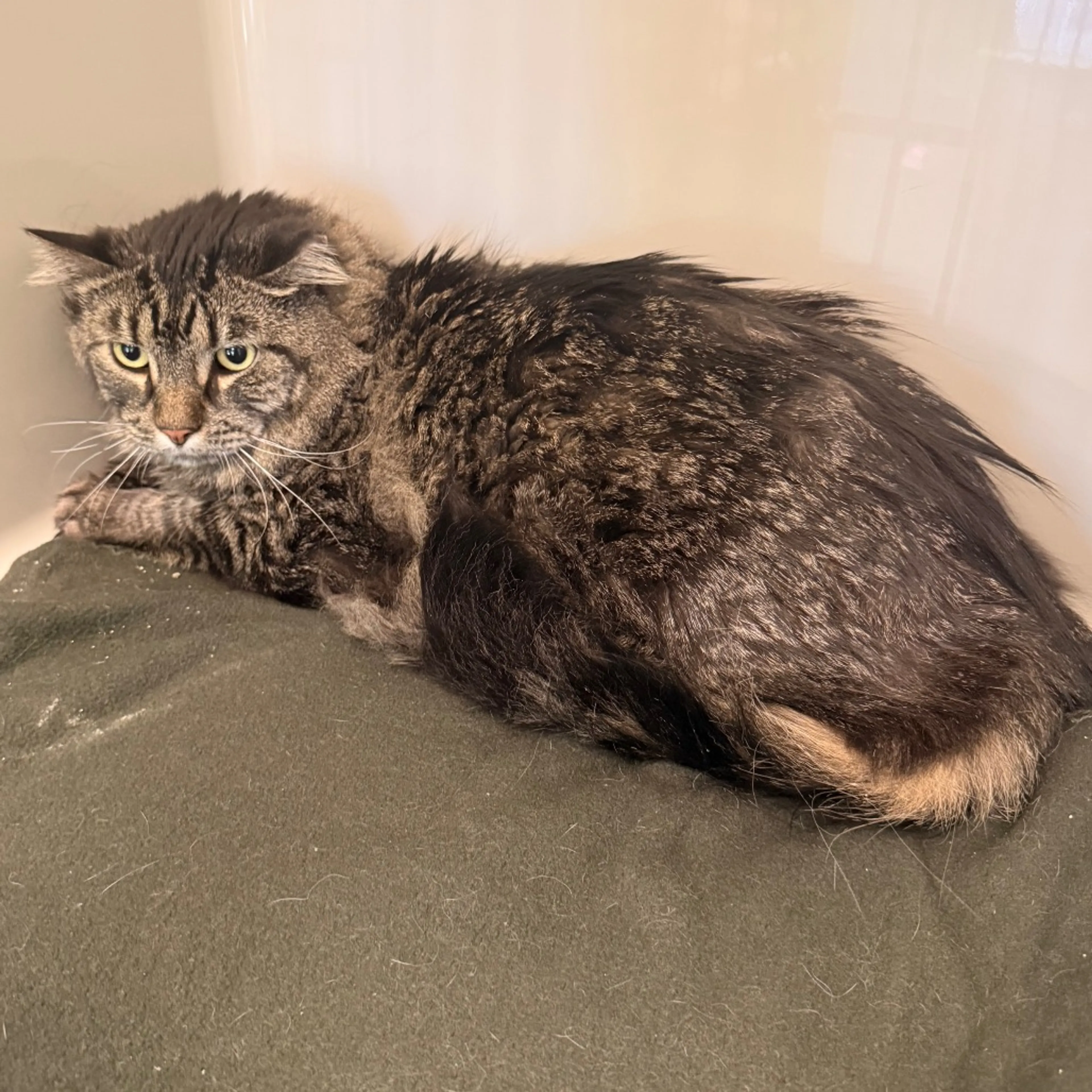 Found pet-2