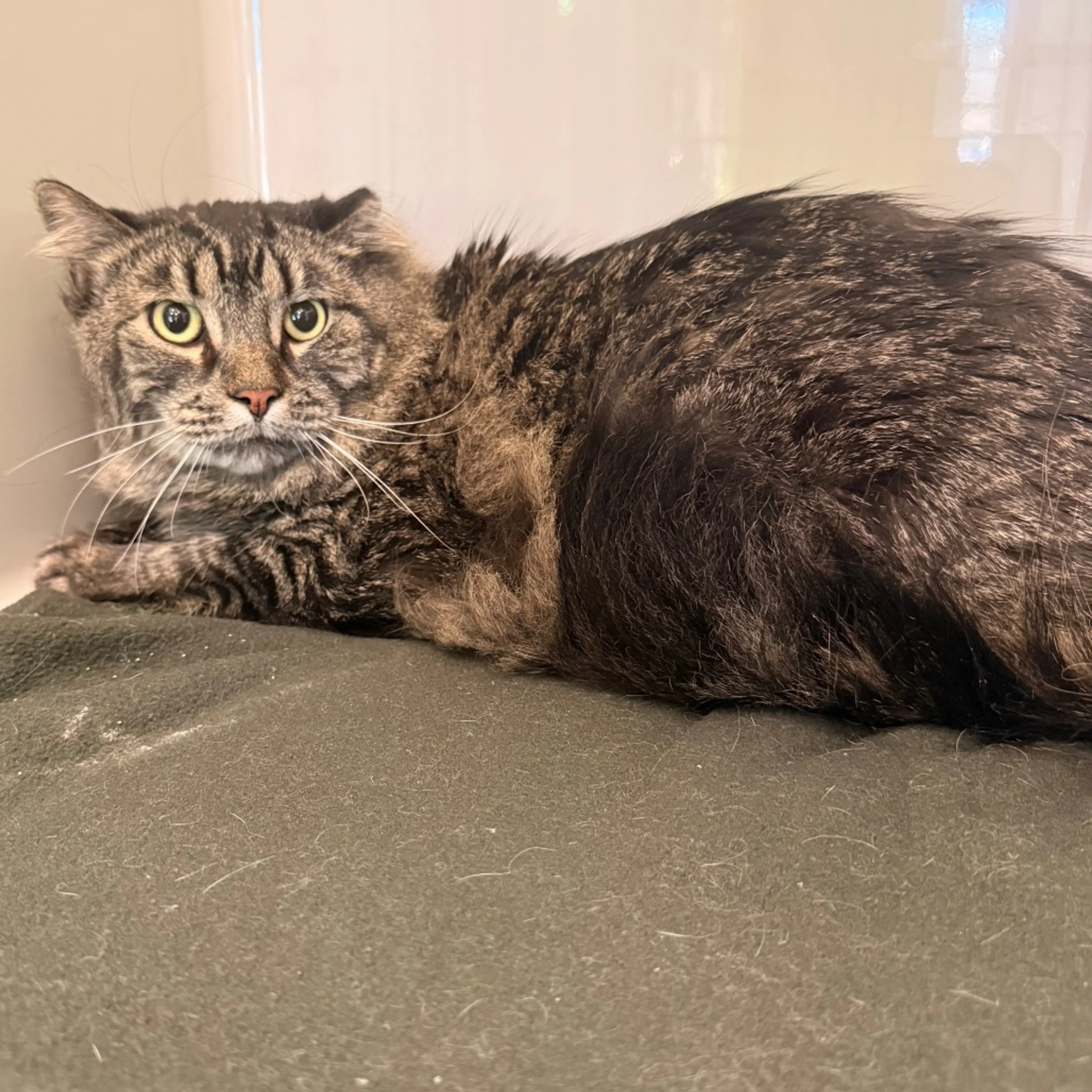 Found pet-1