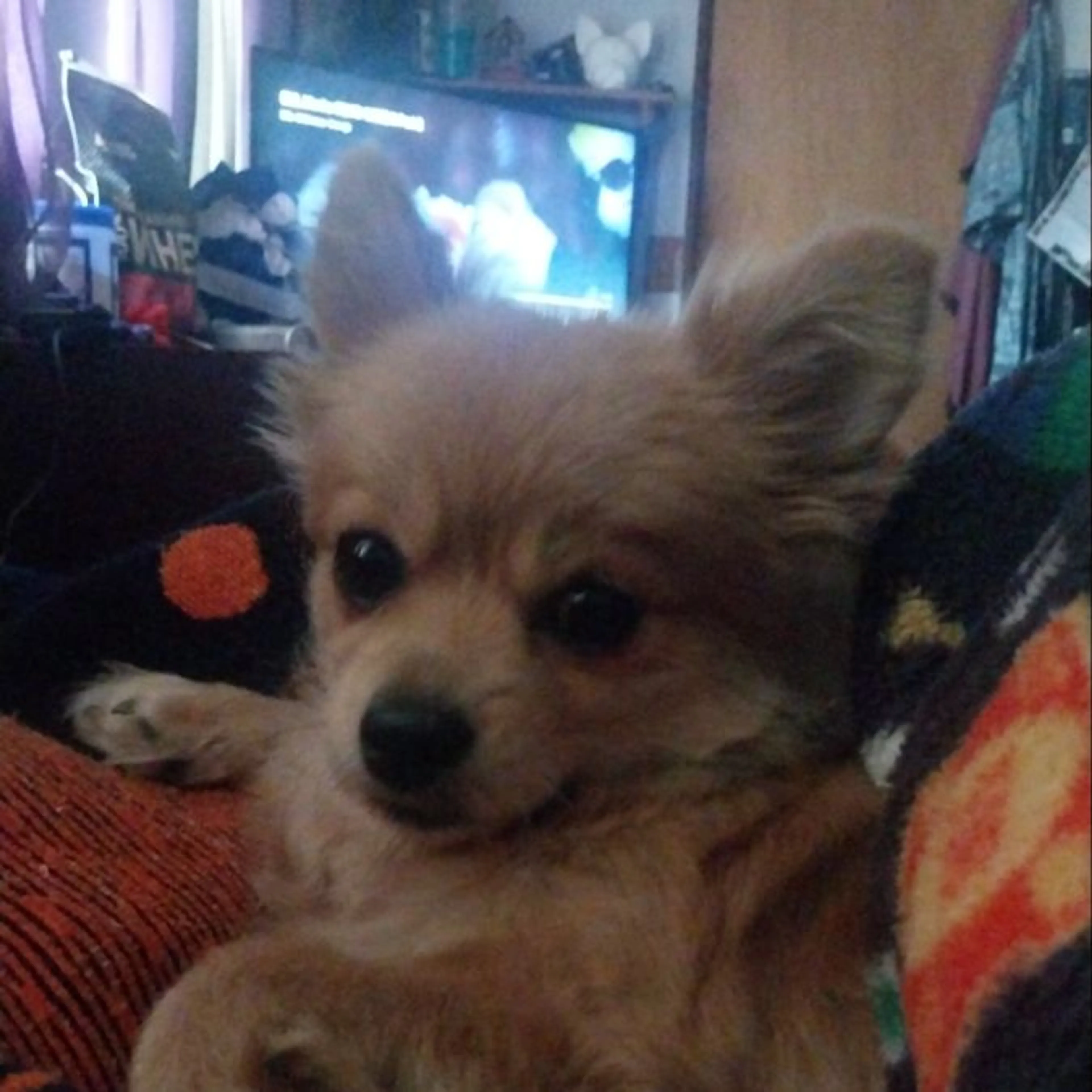 Lost pet