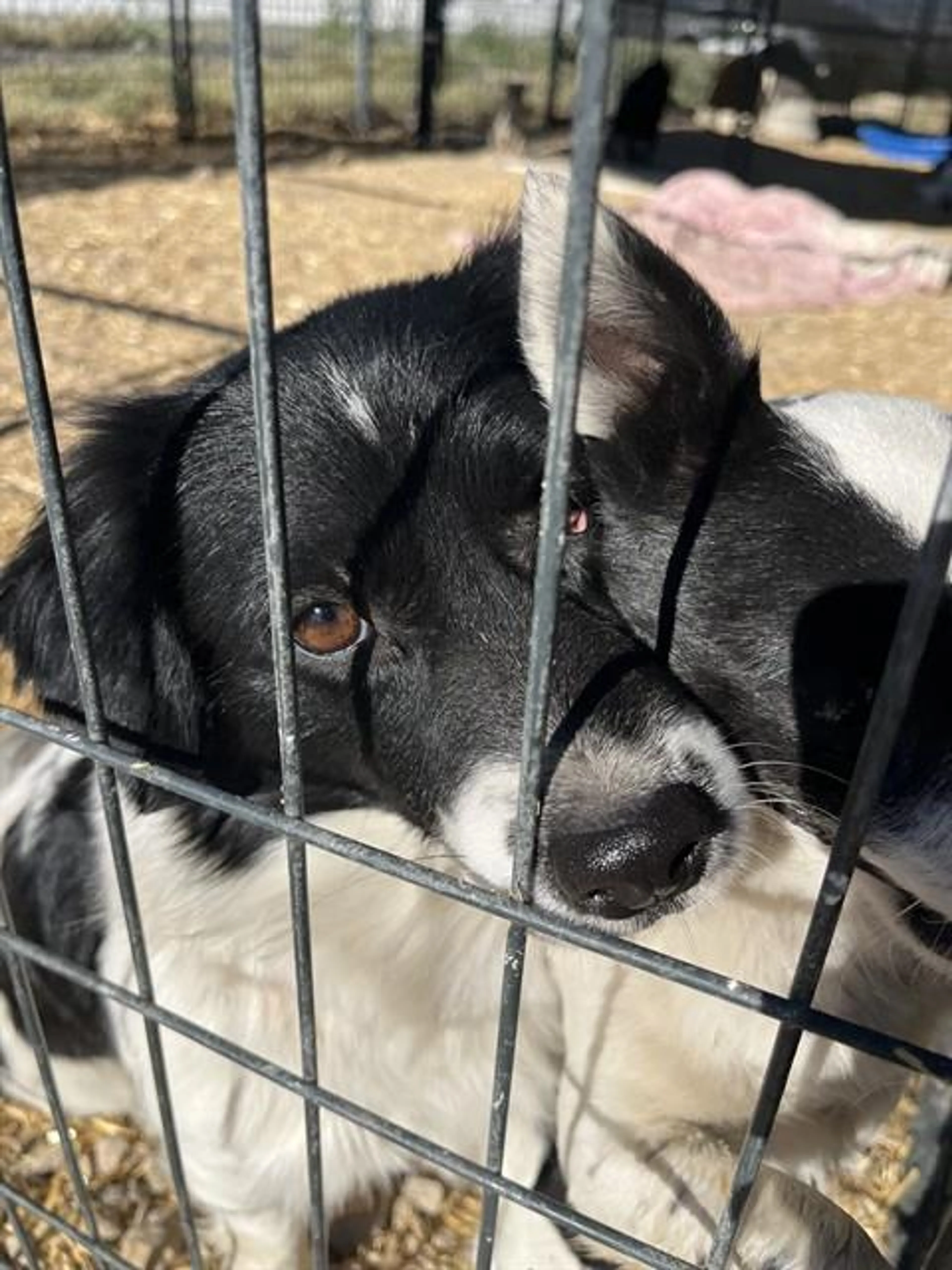 Found pet