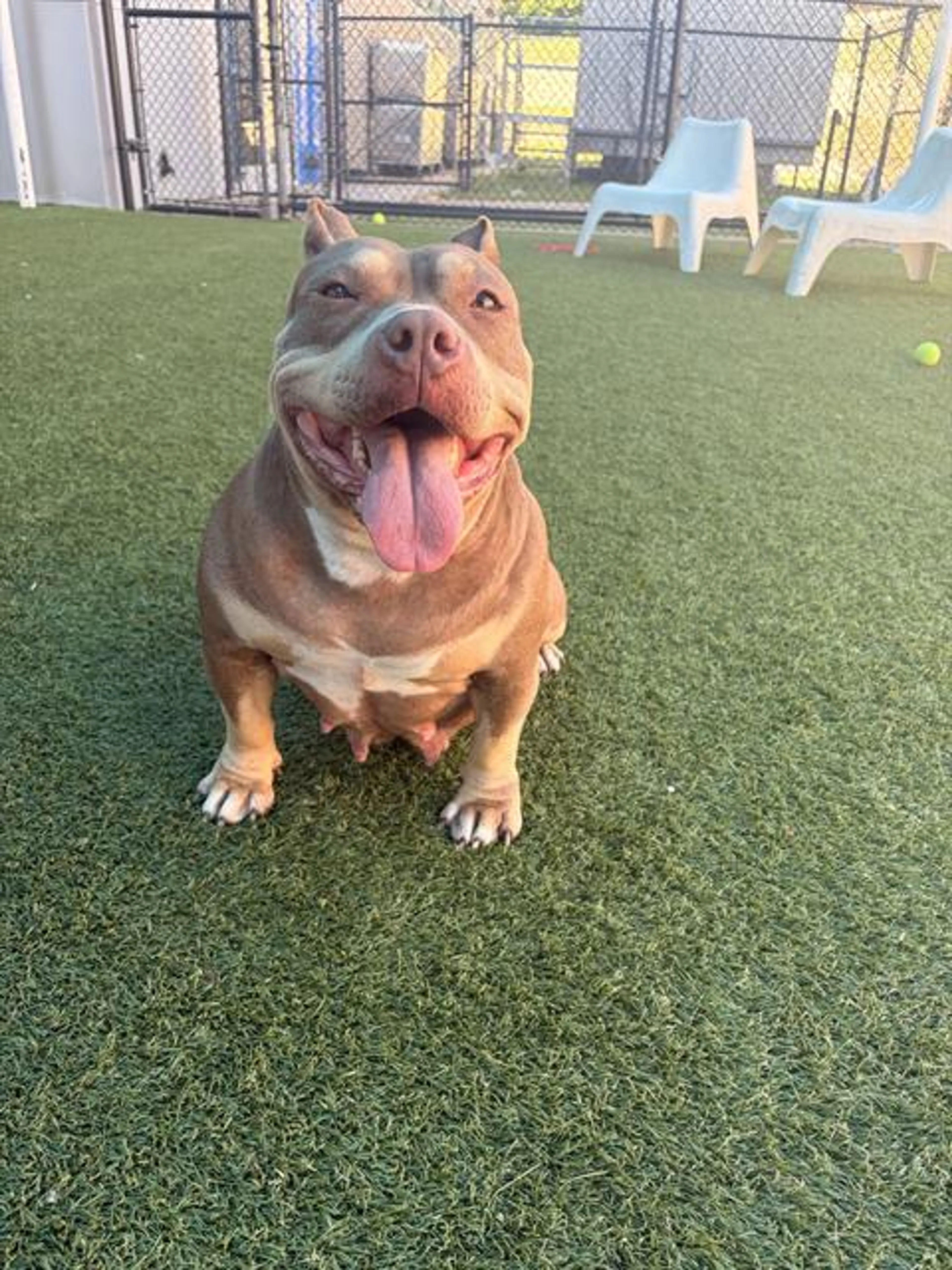 Found pet
