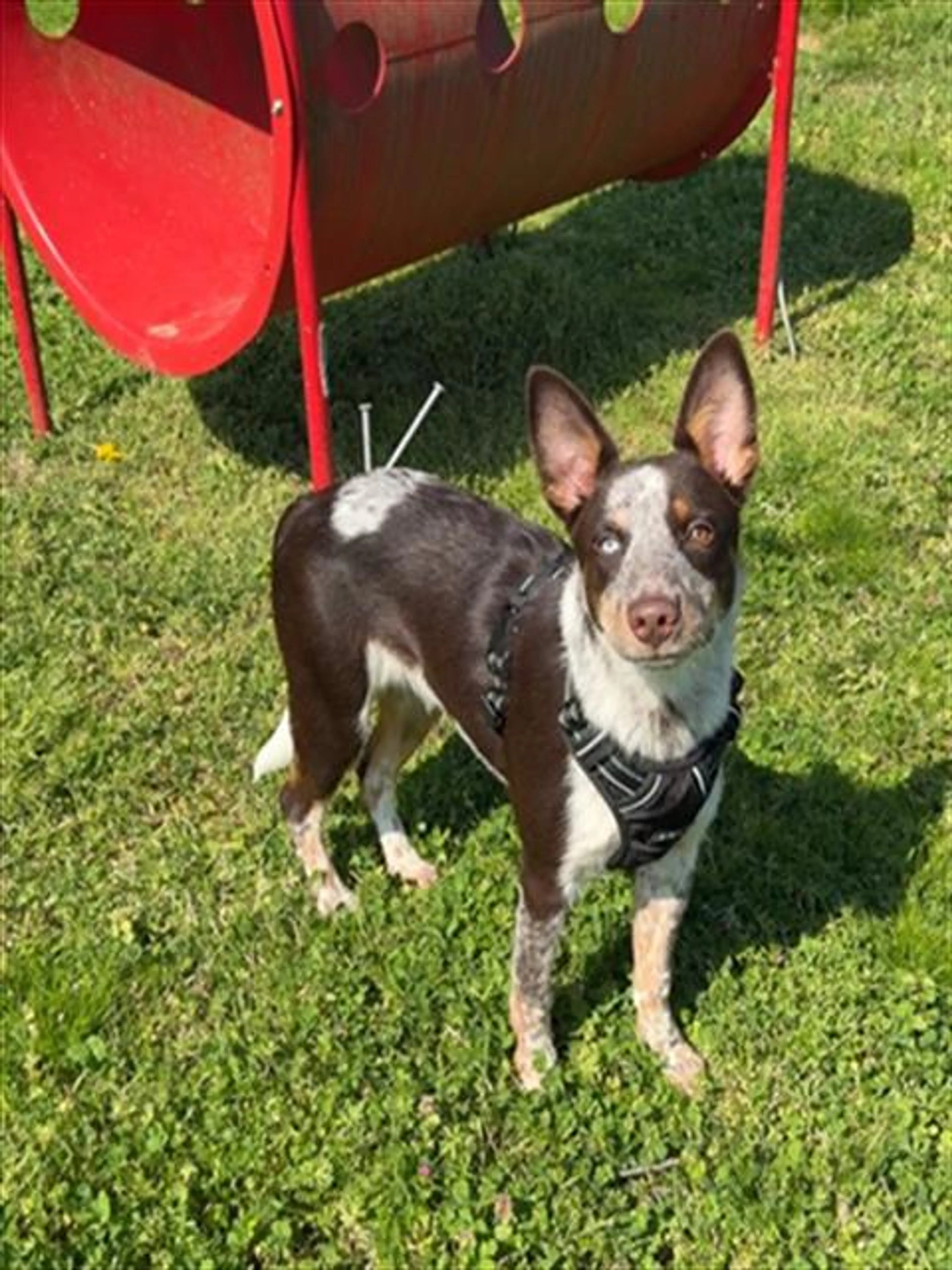 Found pet