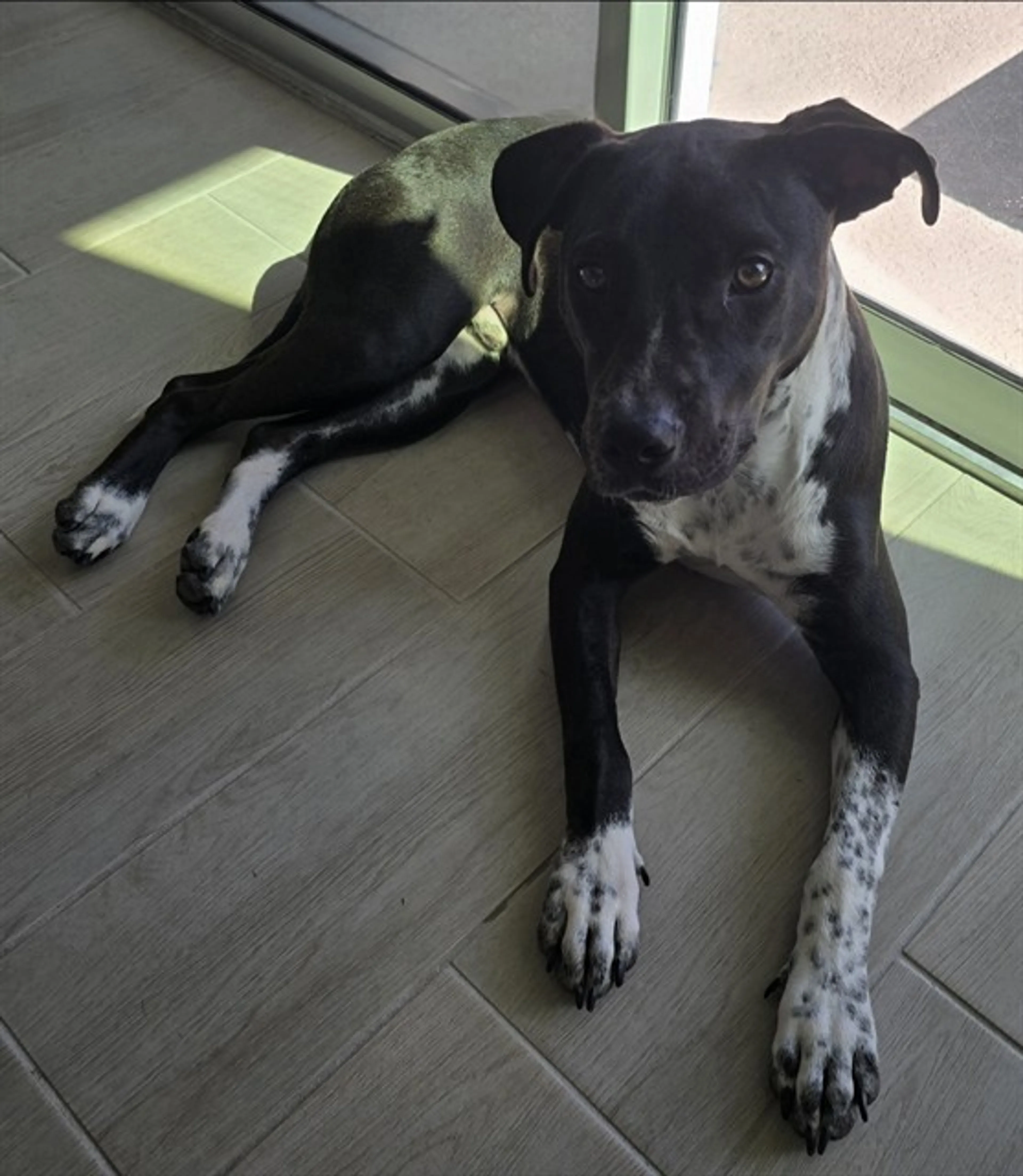 Found pet