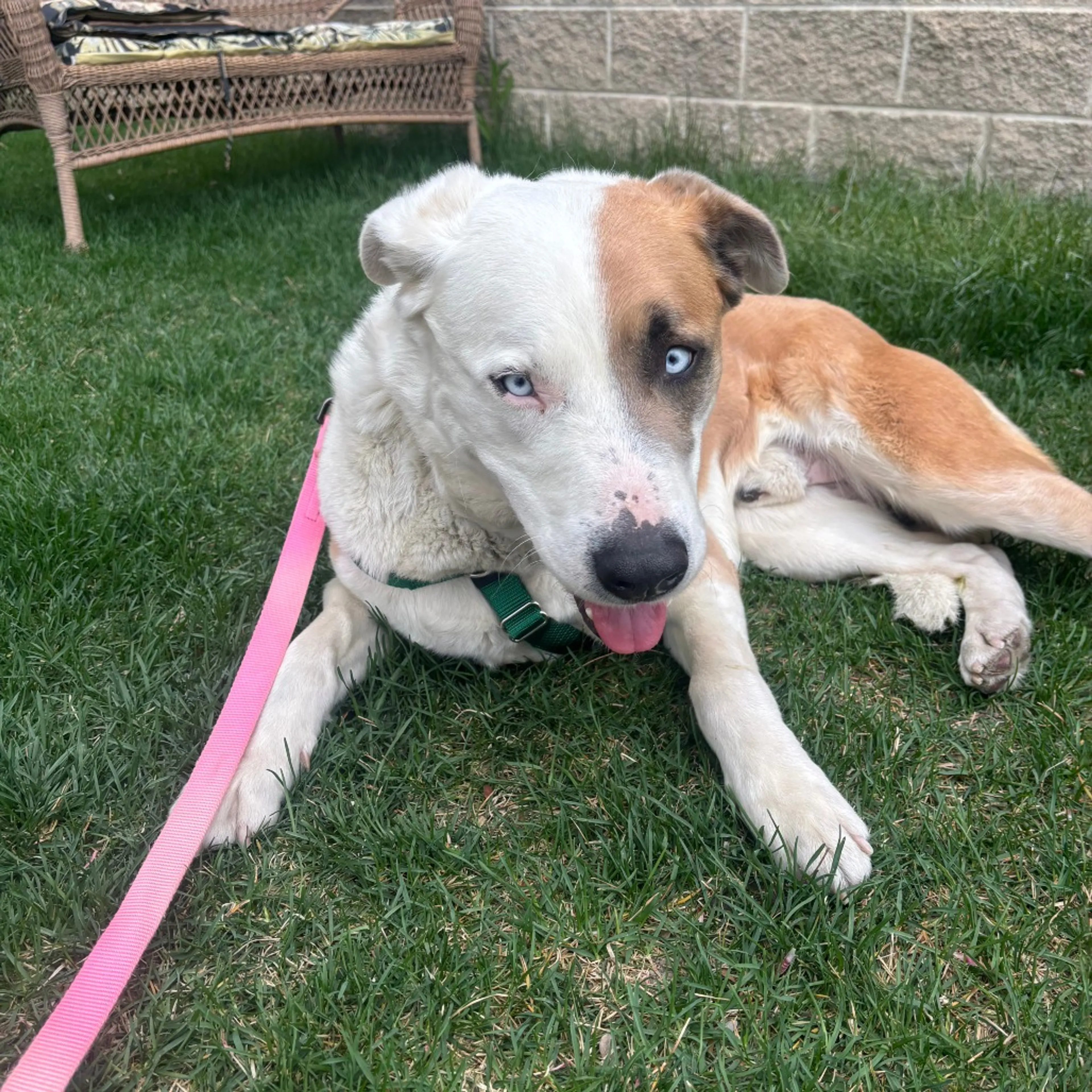 Found pet-2