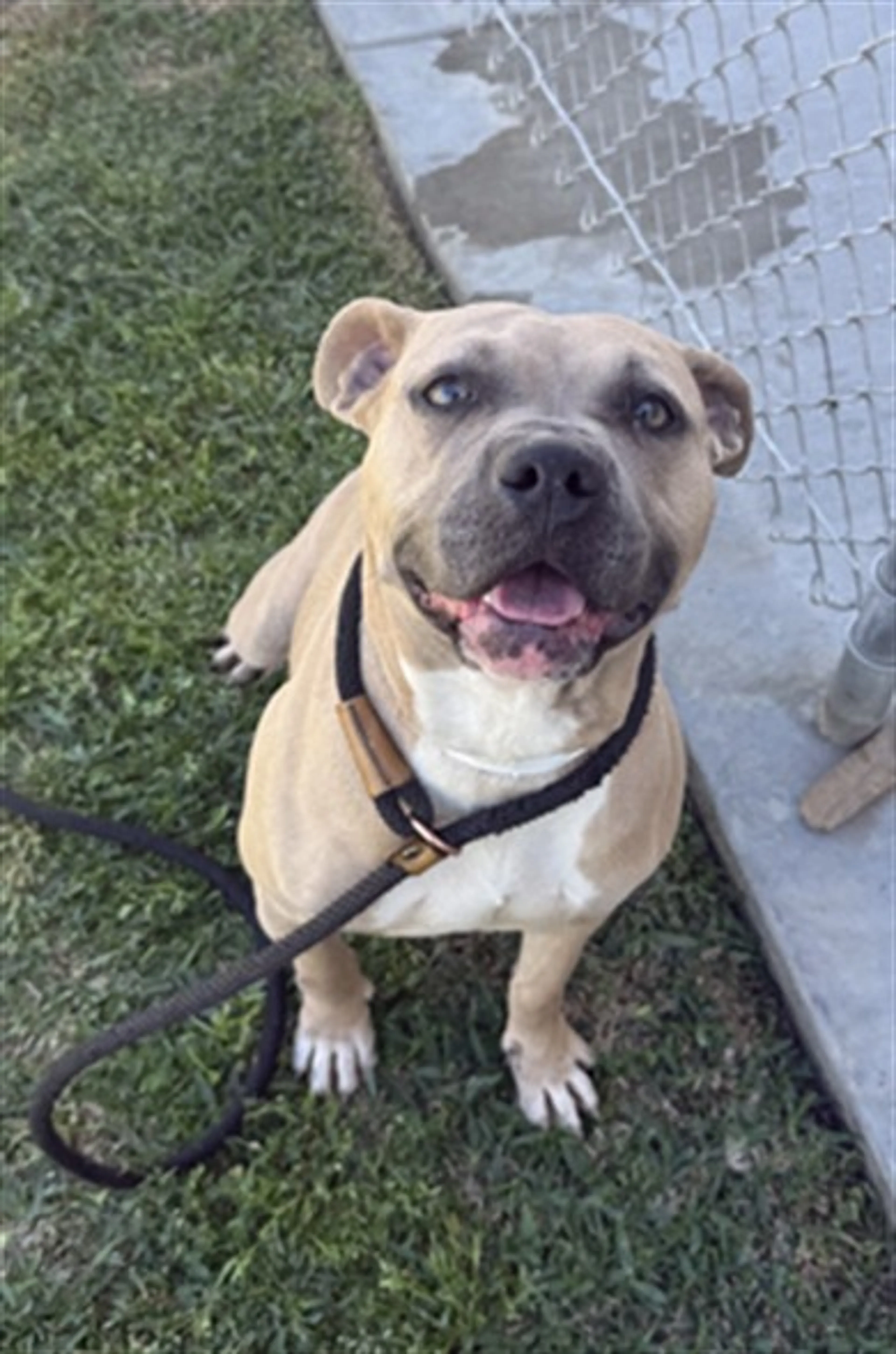 Found pet