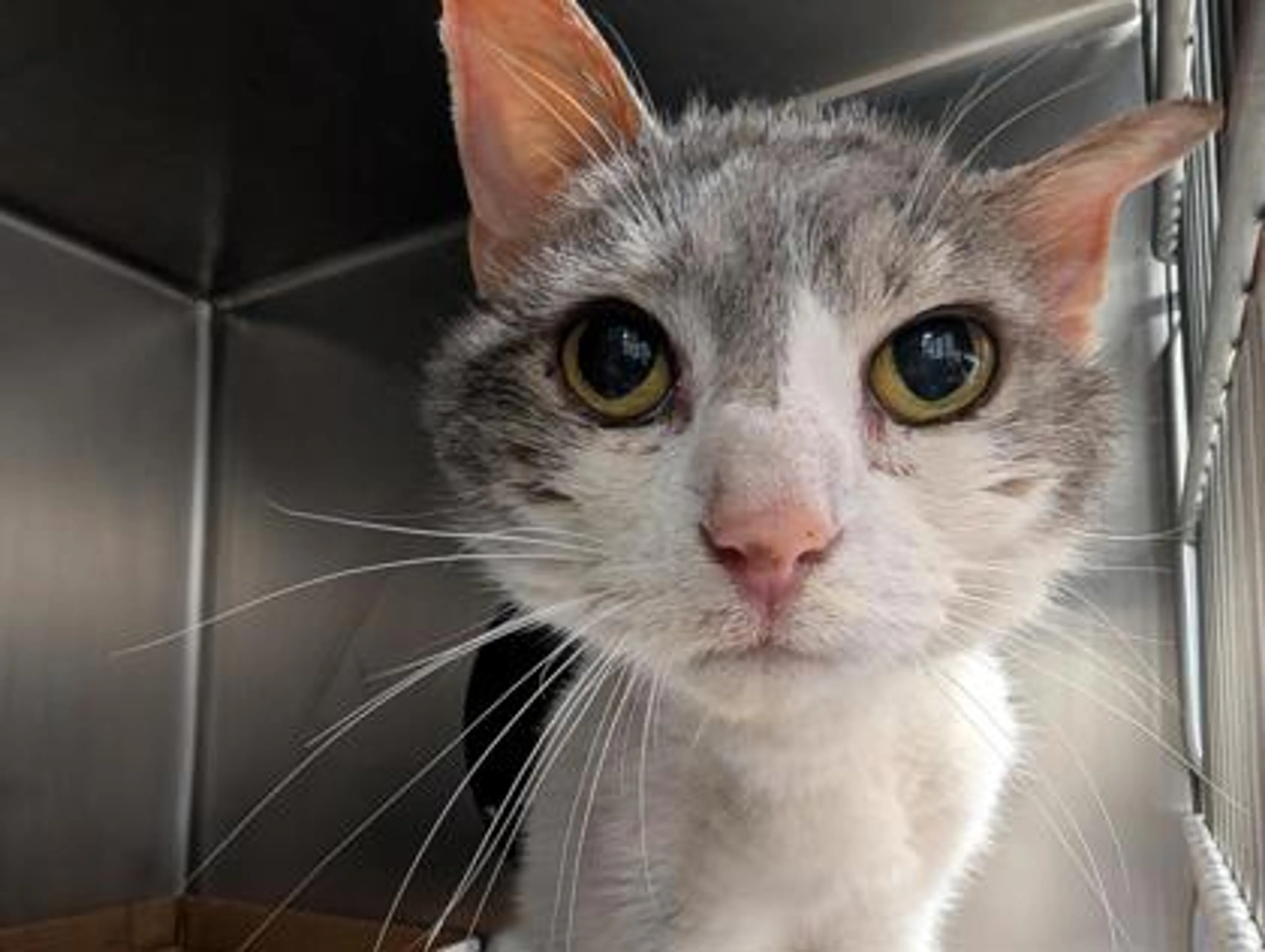 Found pet