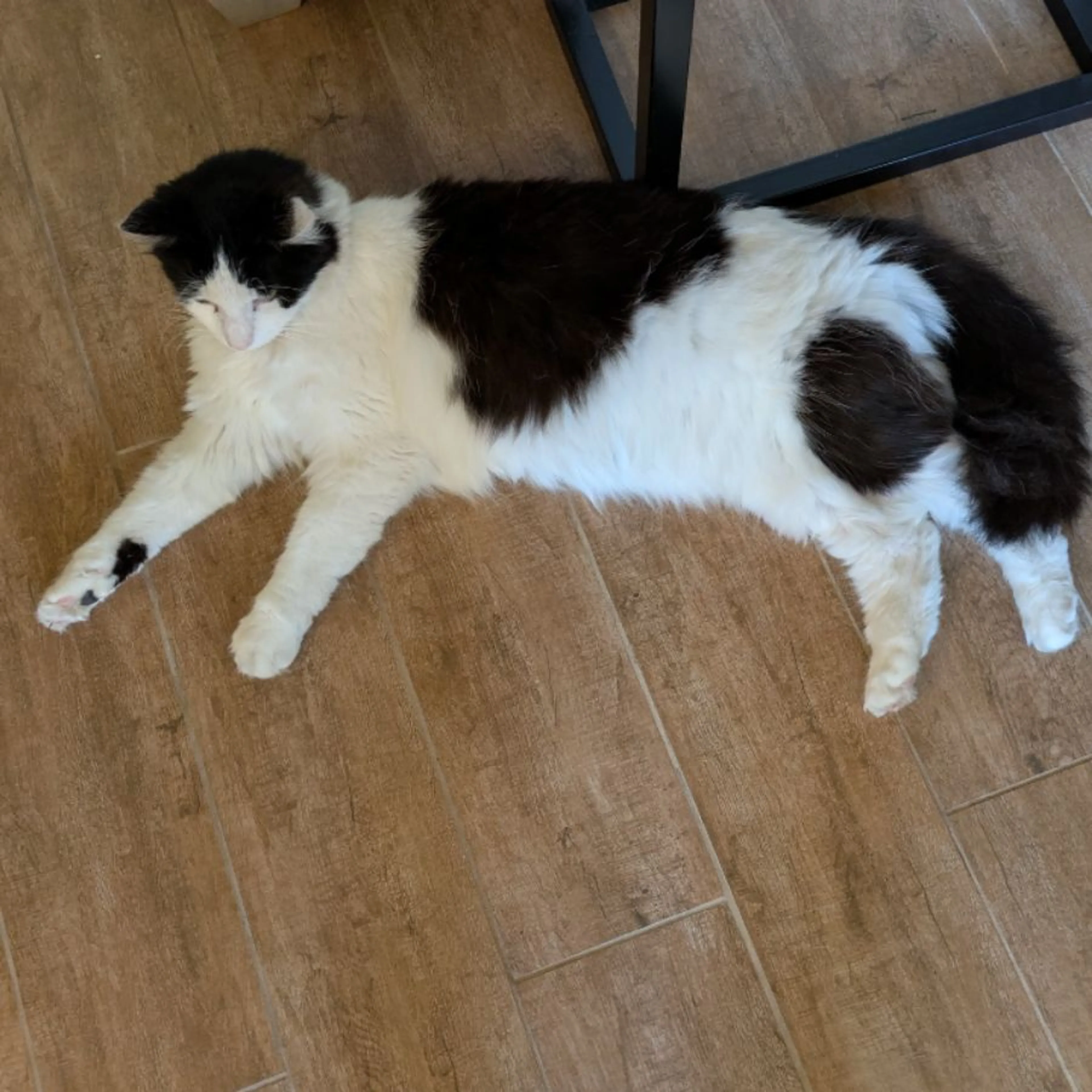 Found pet