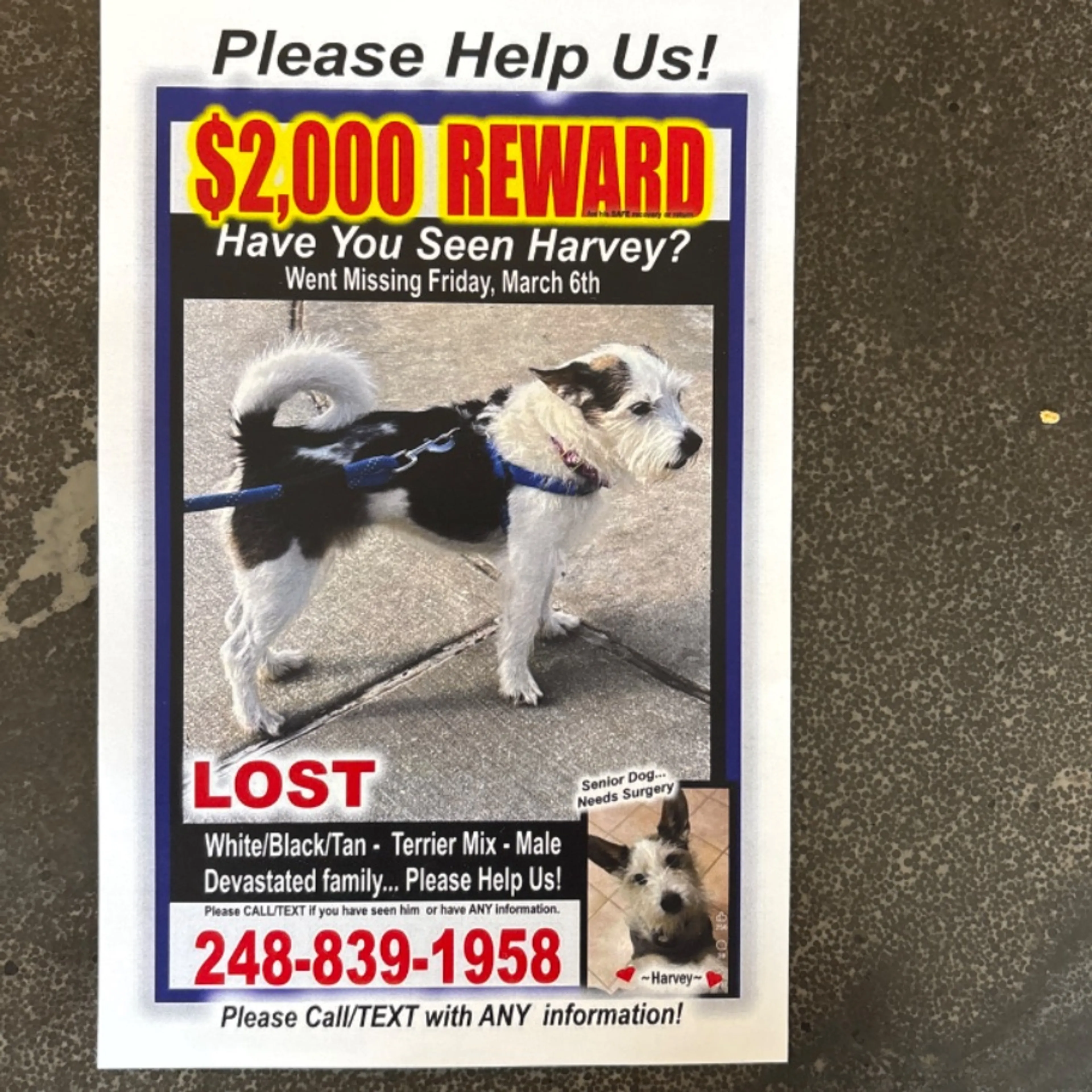 Lost pet