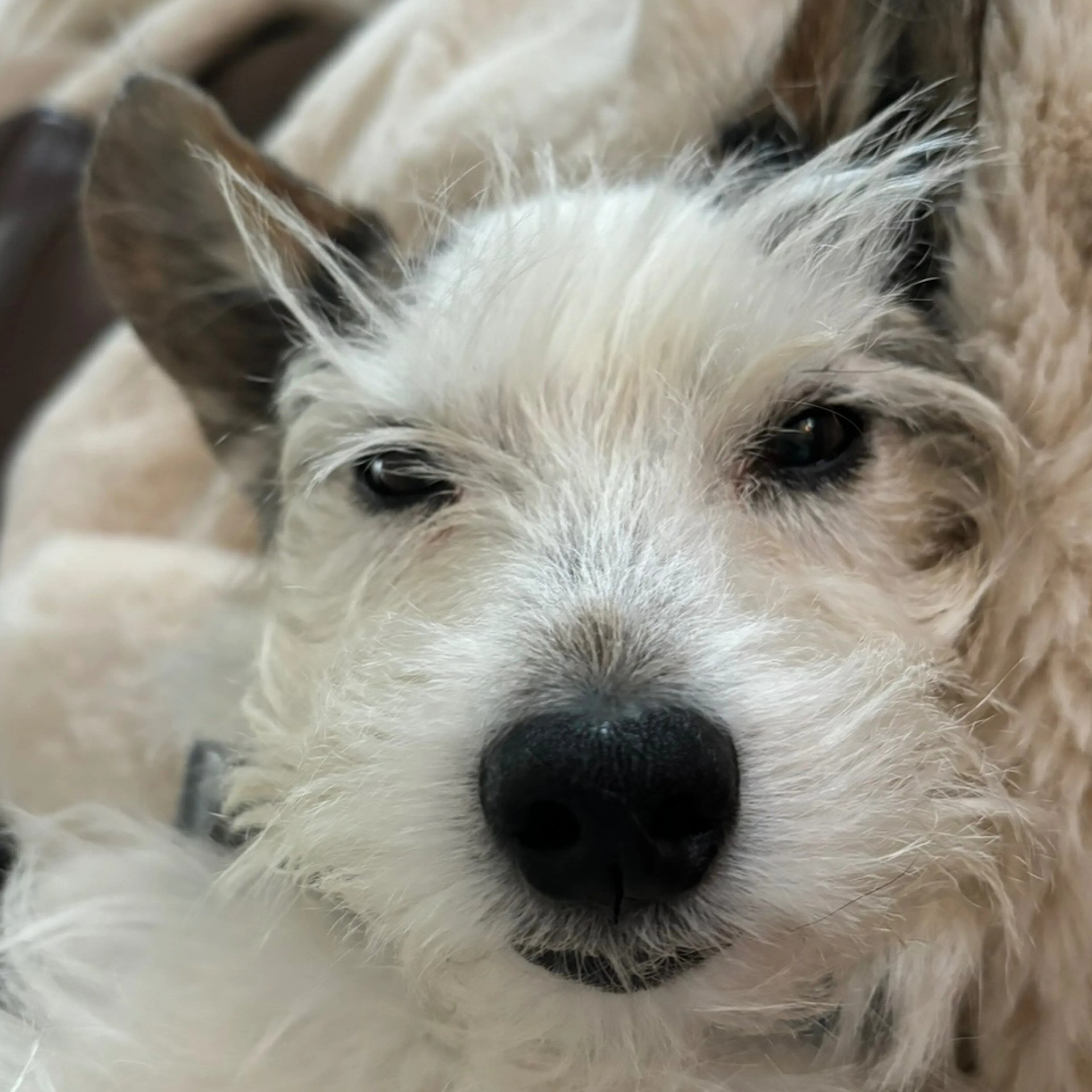 Lost pet-2