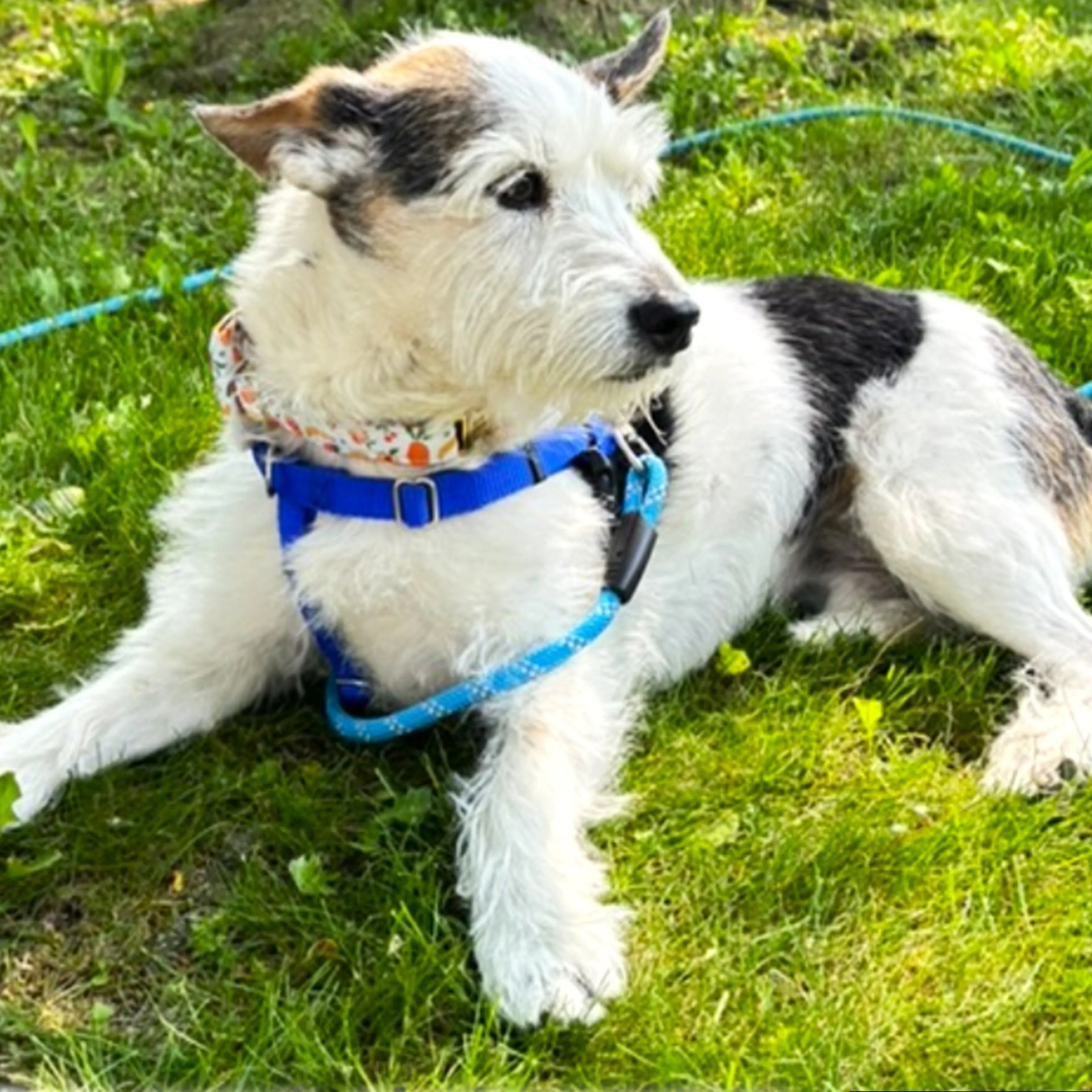 Lost pet-1