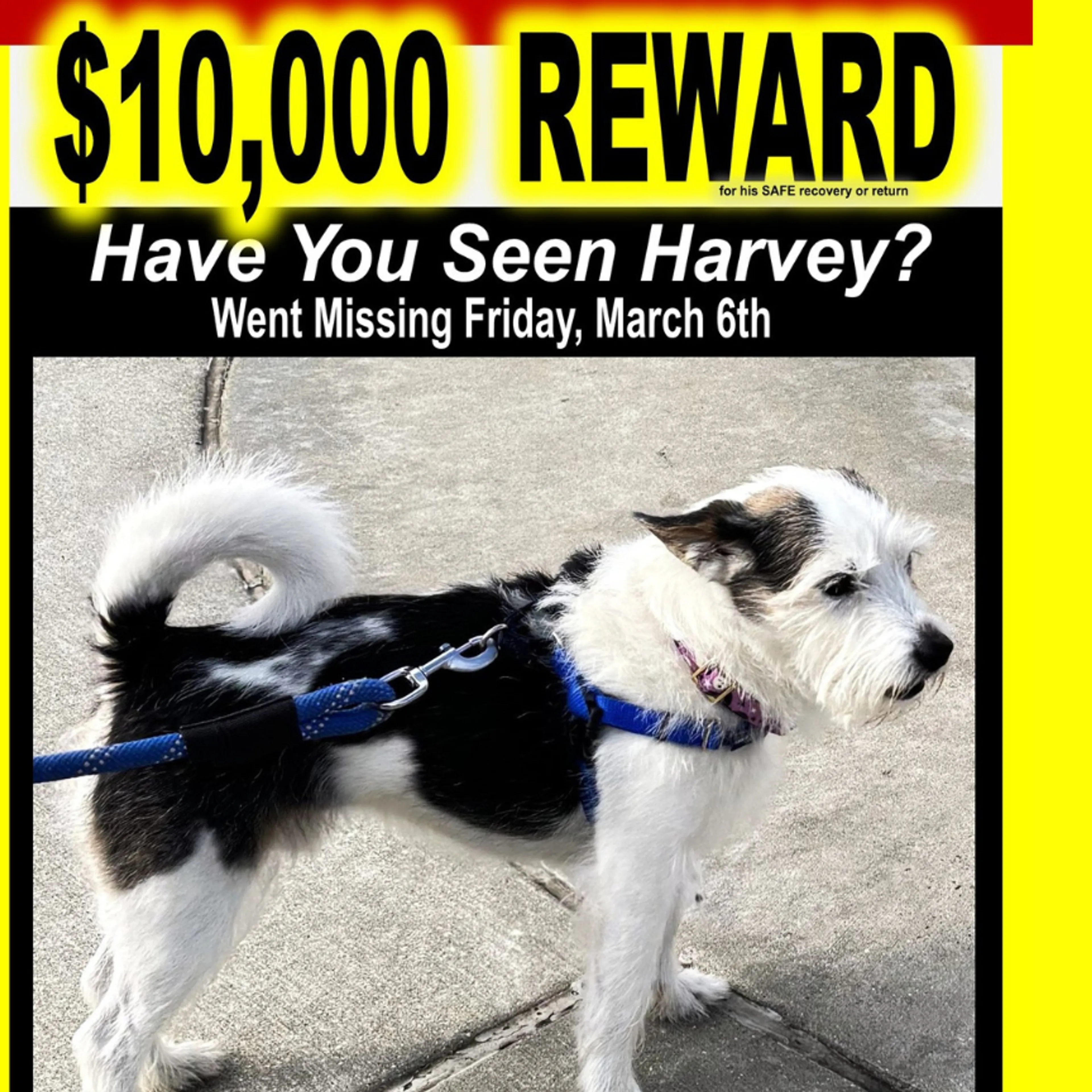 Lost pet-0